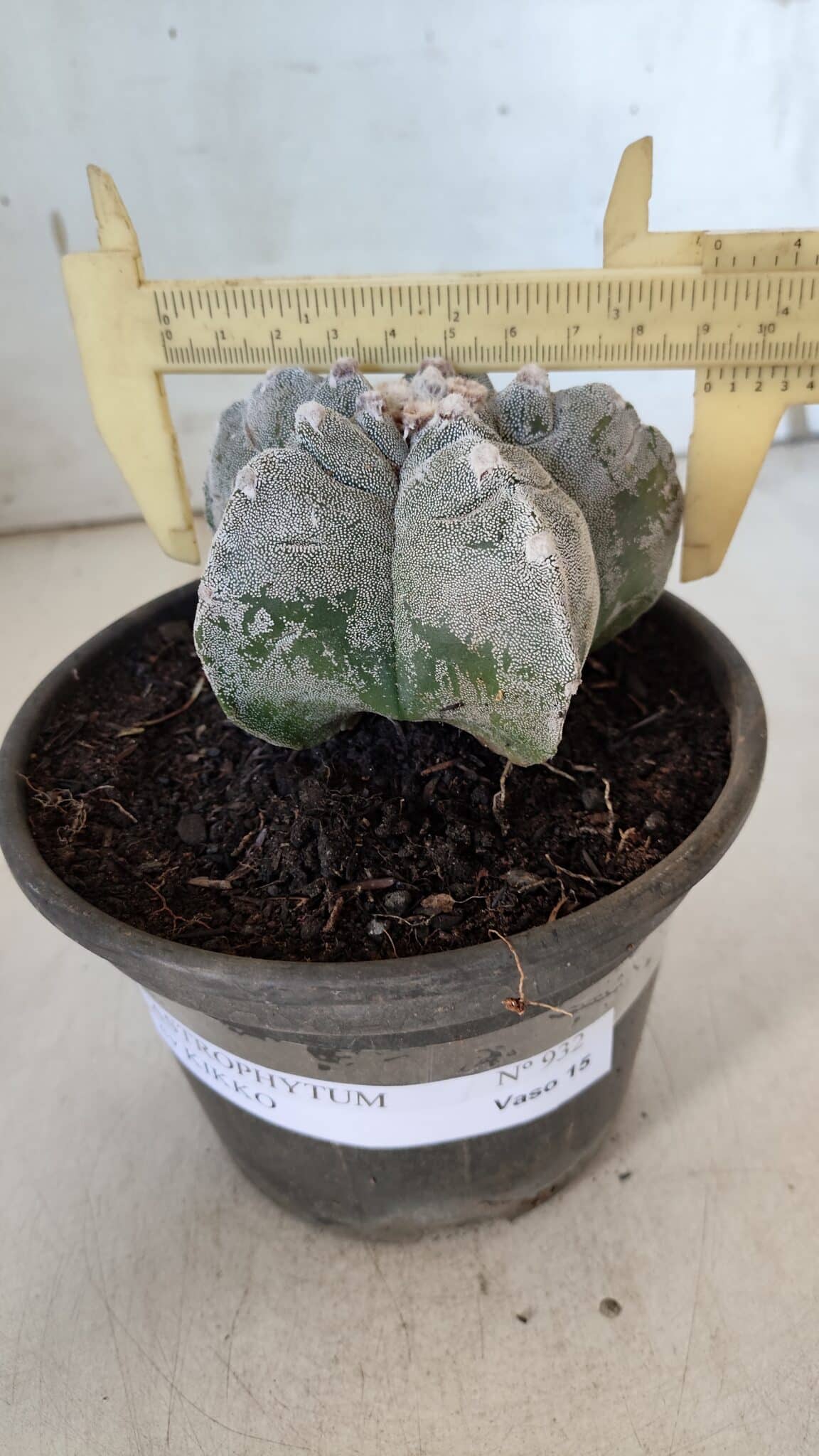 ASTROPHYTUM cv KIKKO  Nº 932 – vaso 15