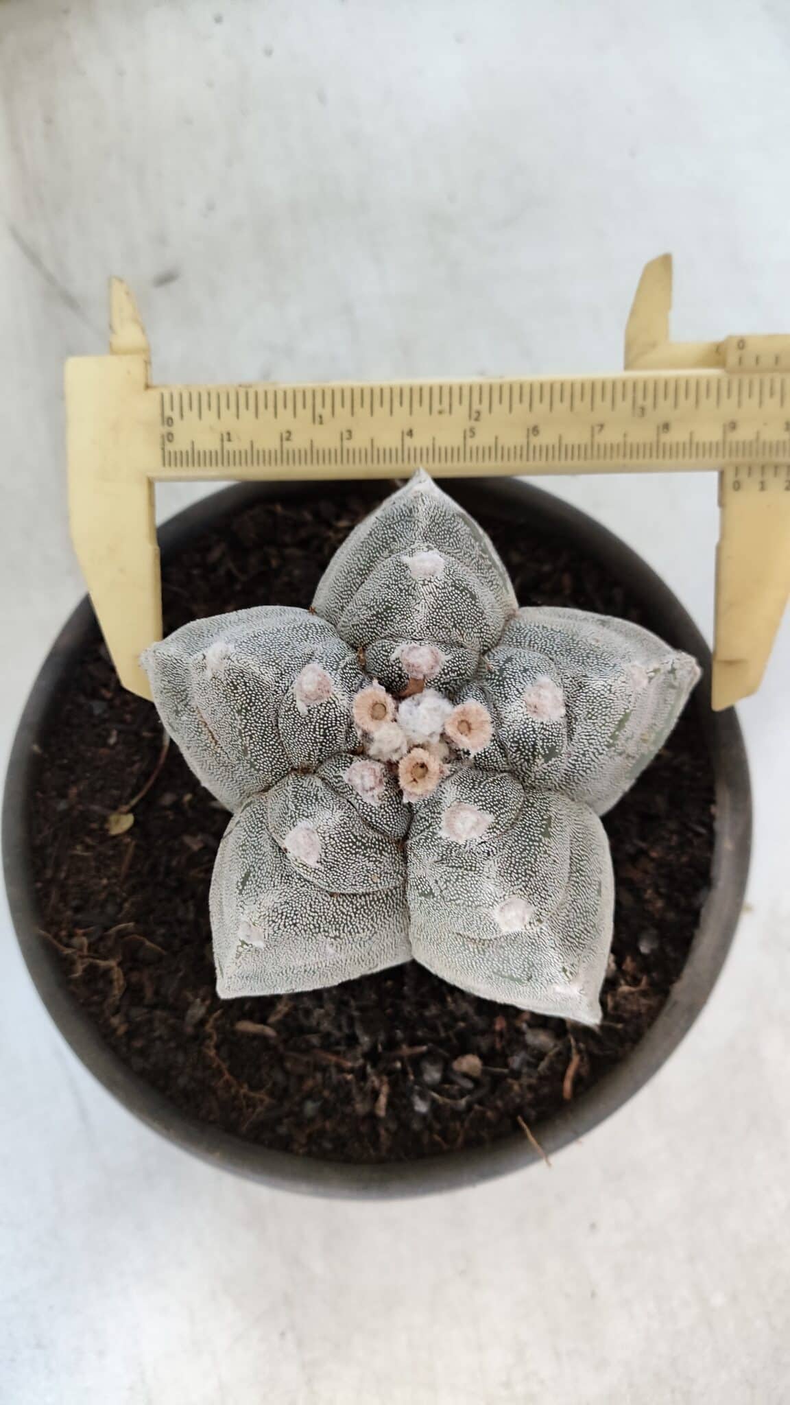 ASTROPHYTUM cv KIKKO  Nº 932 – vaso 15