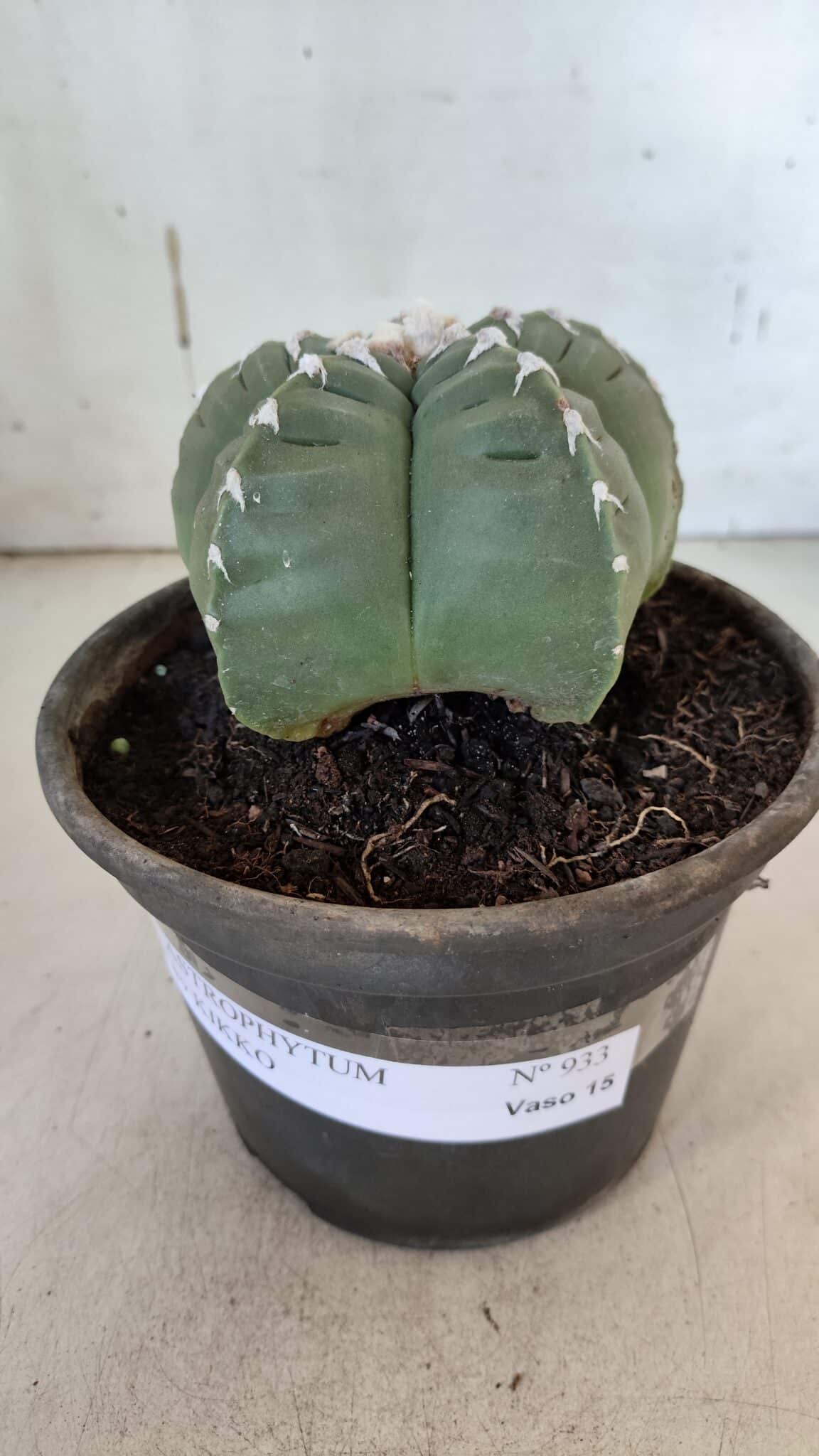 ASTROPHYTUM cv KIKKO  Nº 933 – vaso 15