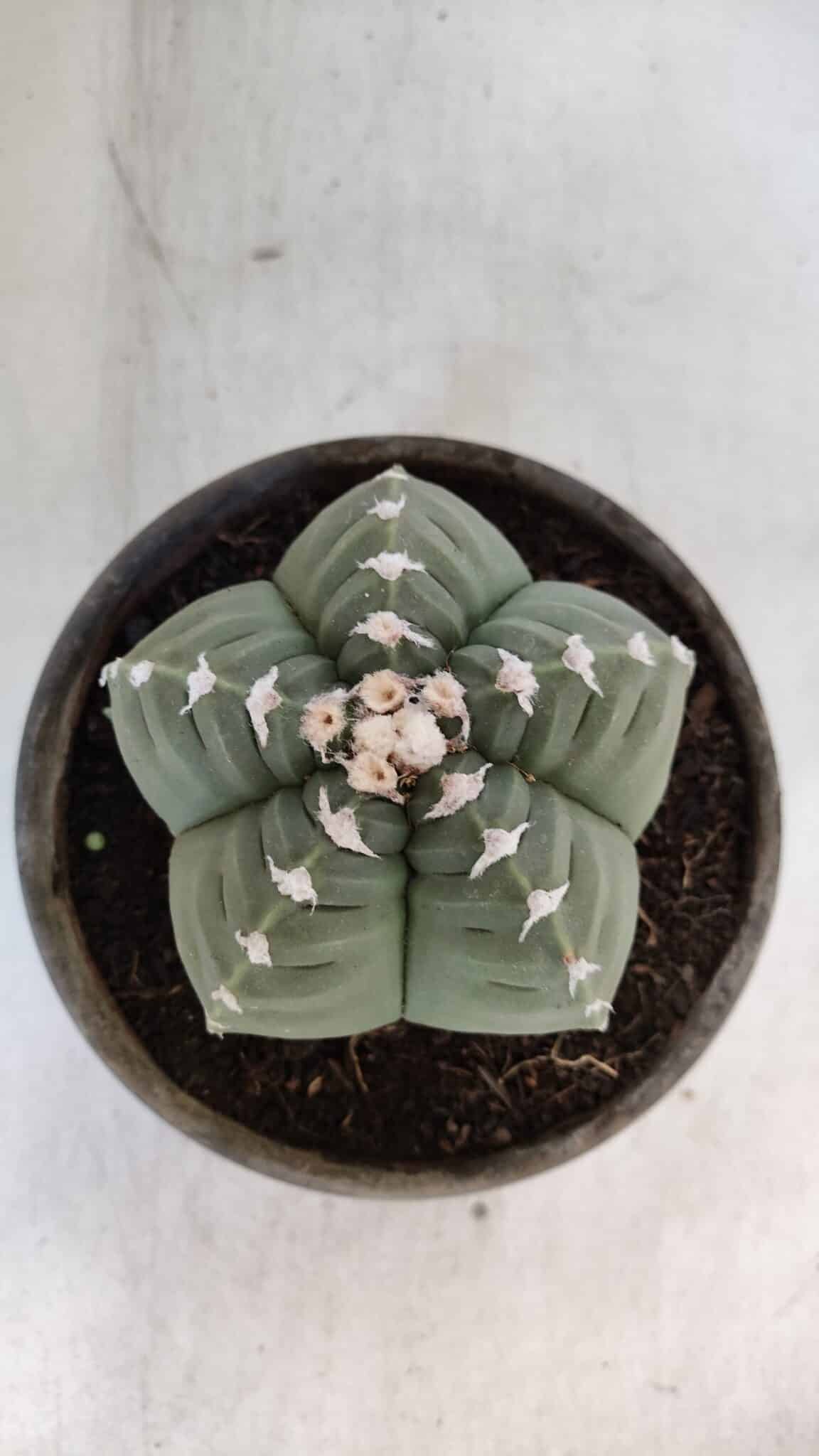 ASTROPHYTUM cv KIKKO  Nº 933 – vaso 15