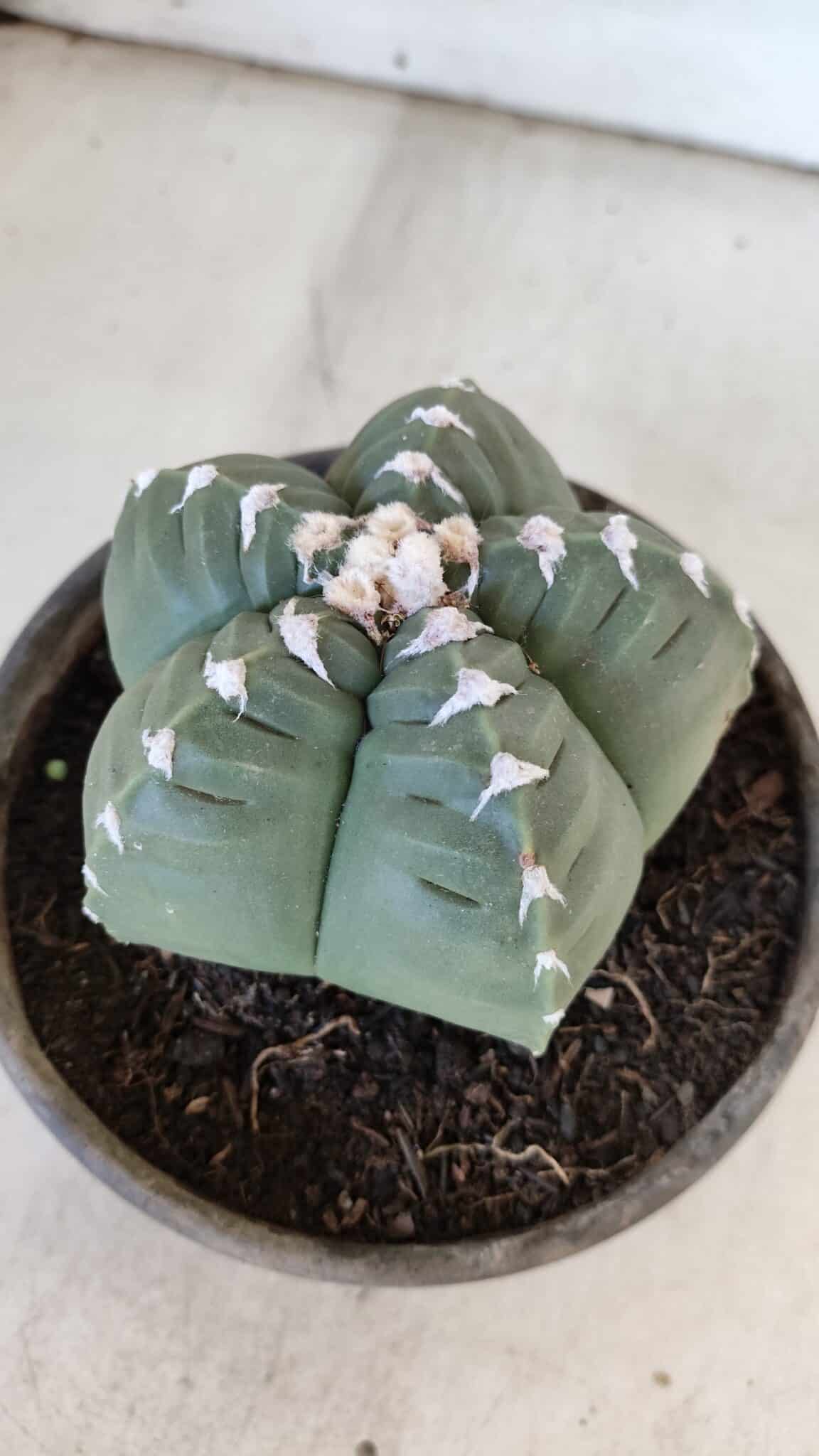 ASTROPHYTUM cv KIKKO  Nº 933 – vaso 15