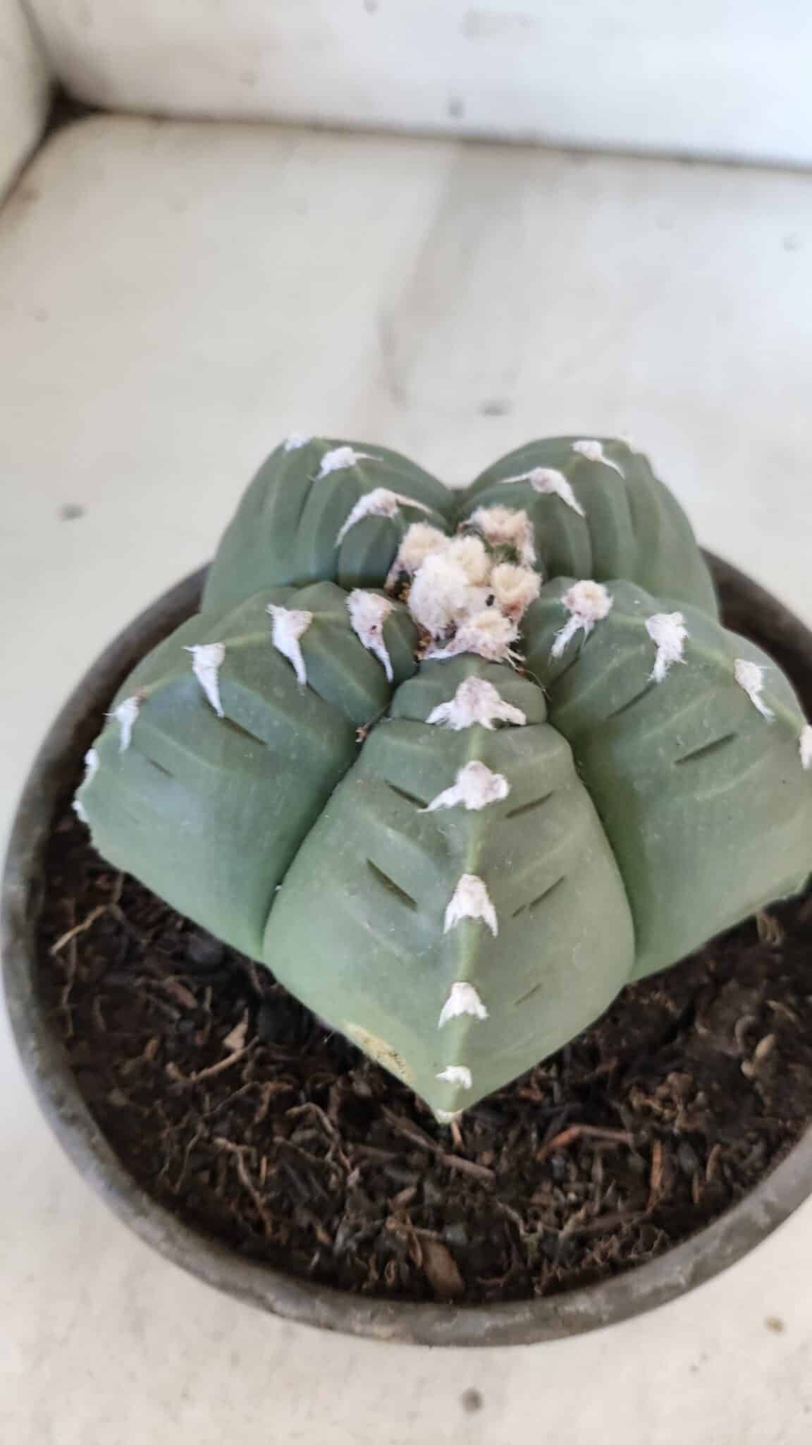 ASTROPHYTUM cv KIKKO  Nº 933 – vaso 15