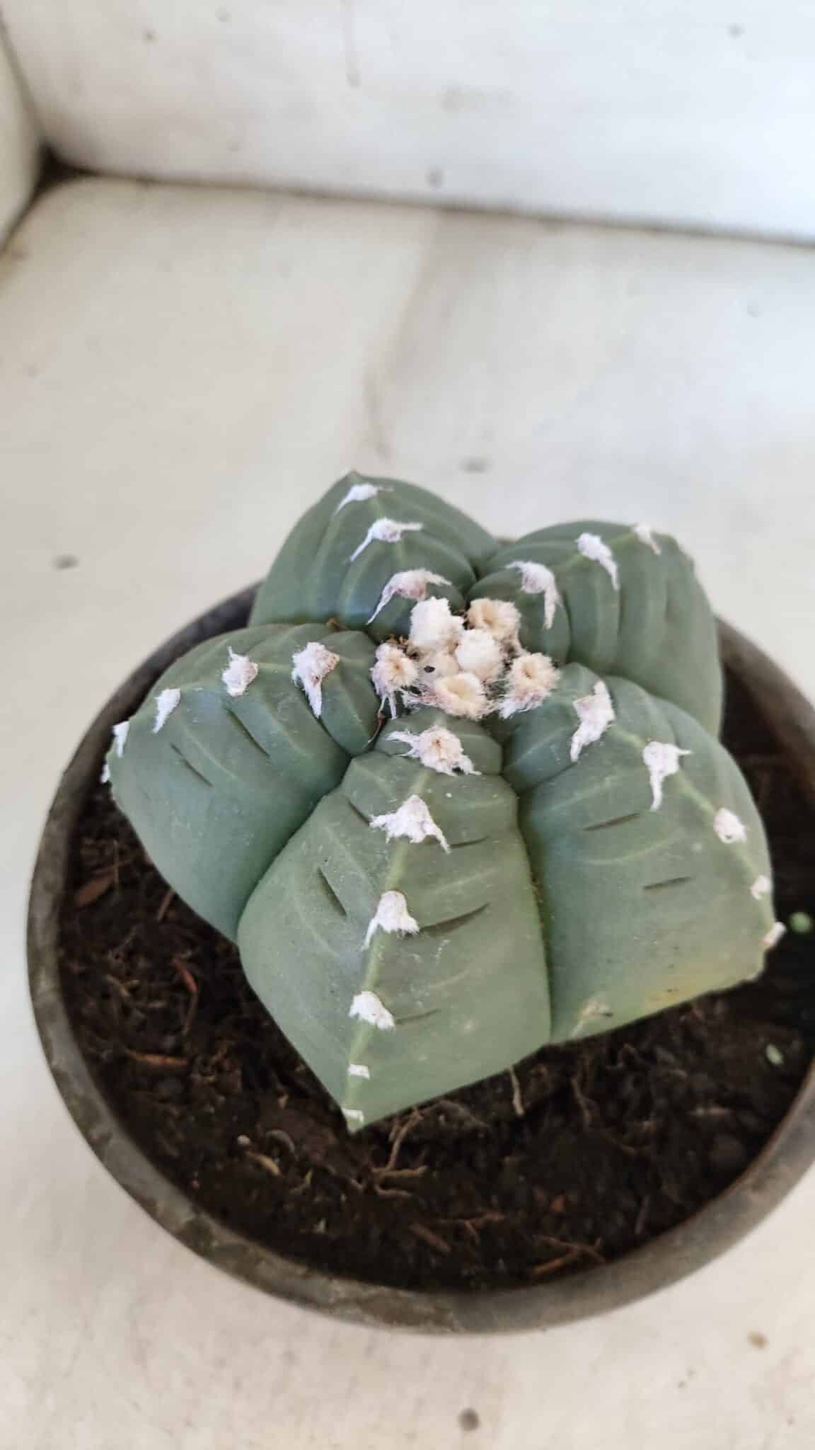 ASTROPHYTUM cv KIKKO  Nº 933 – vaso 15