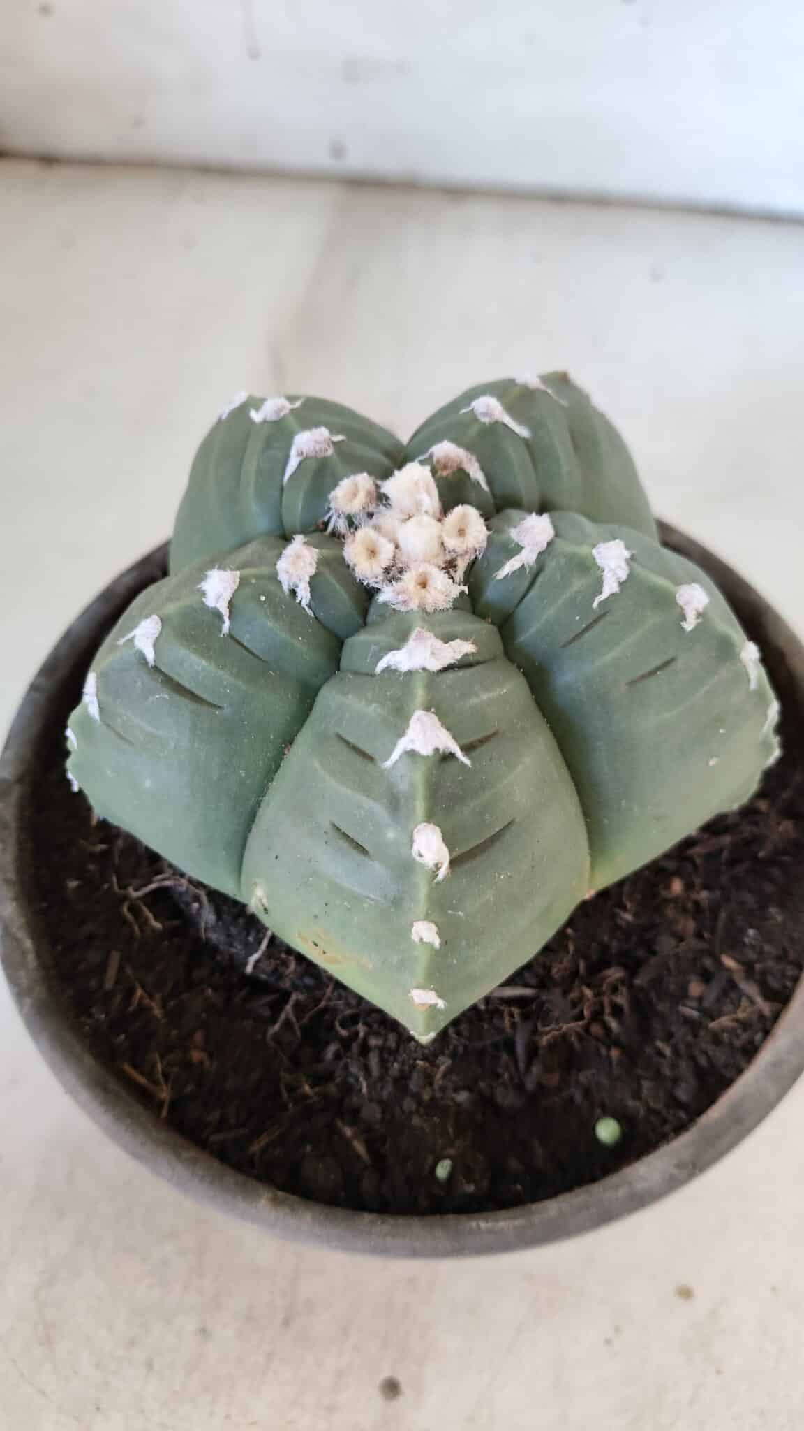 ASTROPHYTUM cv KIKKO  Nº 933 – vaso 15
