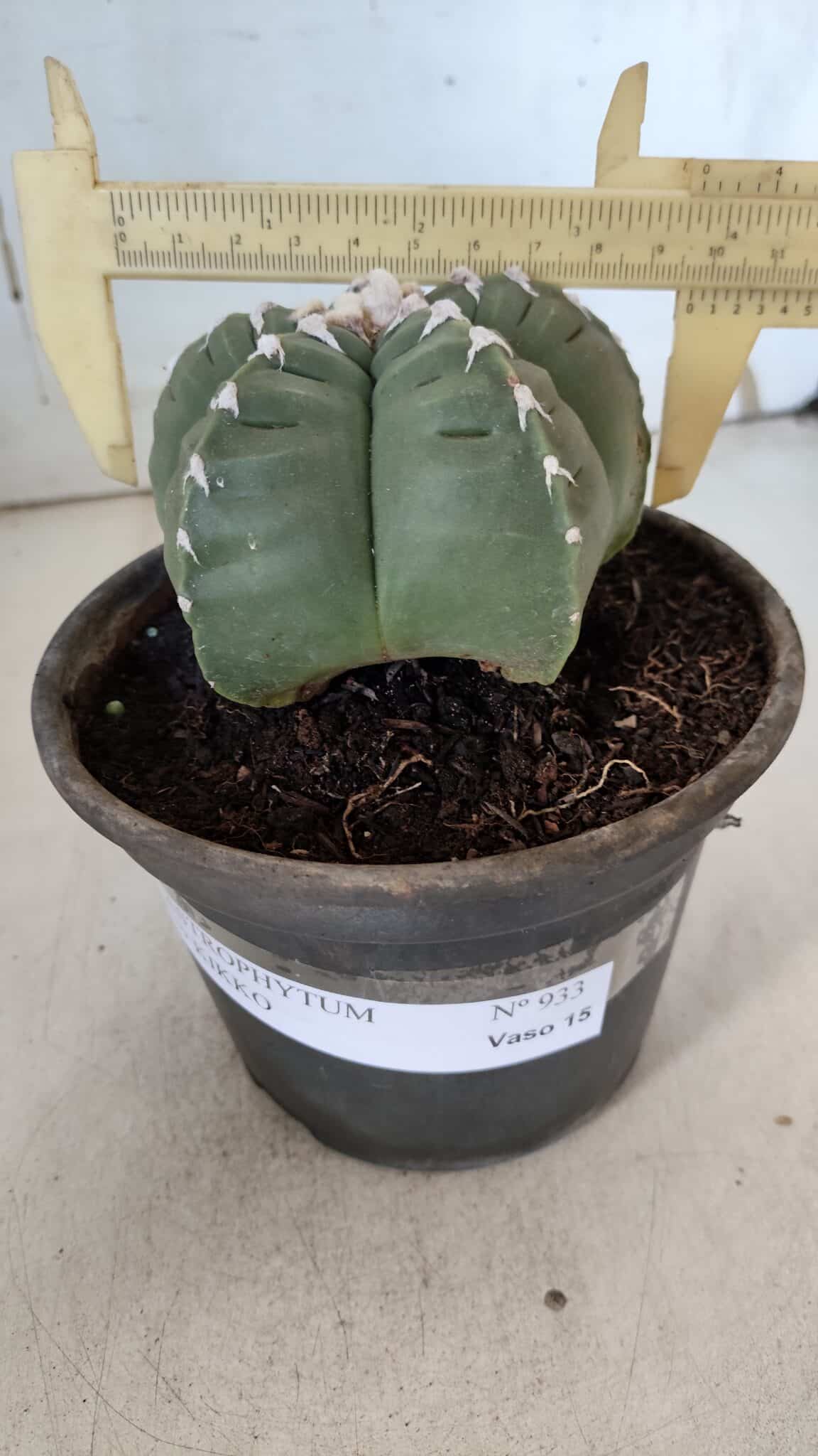ASTROPHYTUM cv KIKKO  Nº 933 – vaso 15