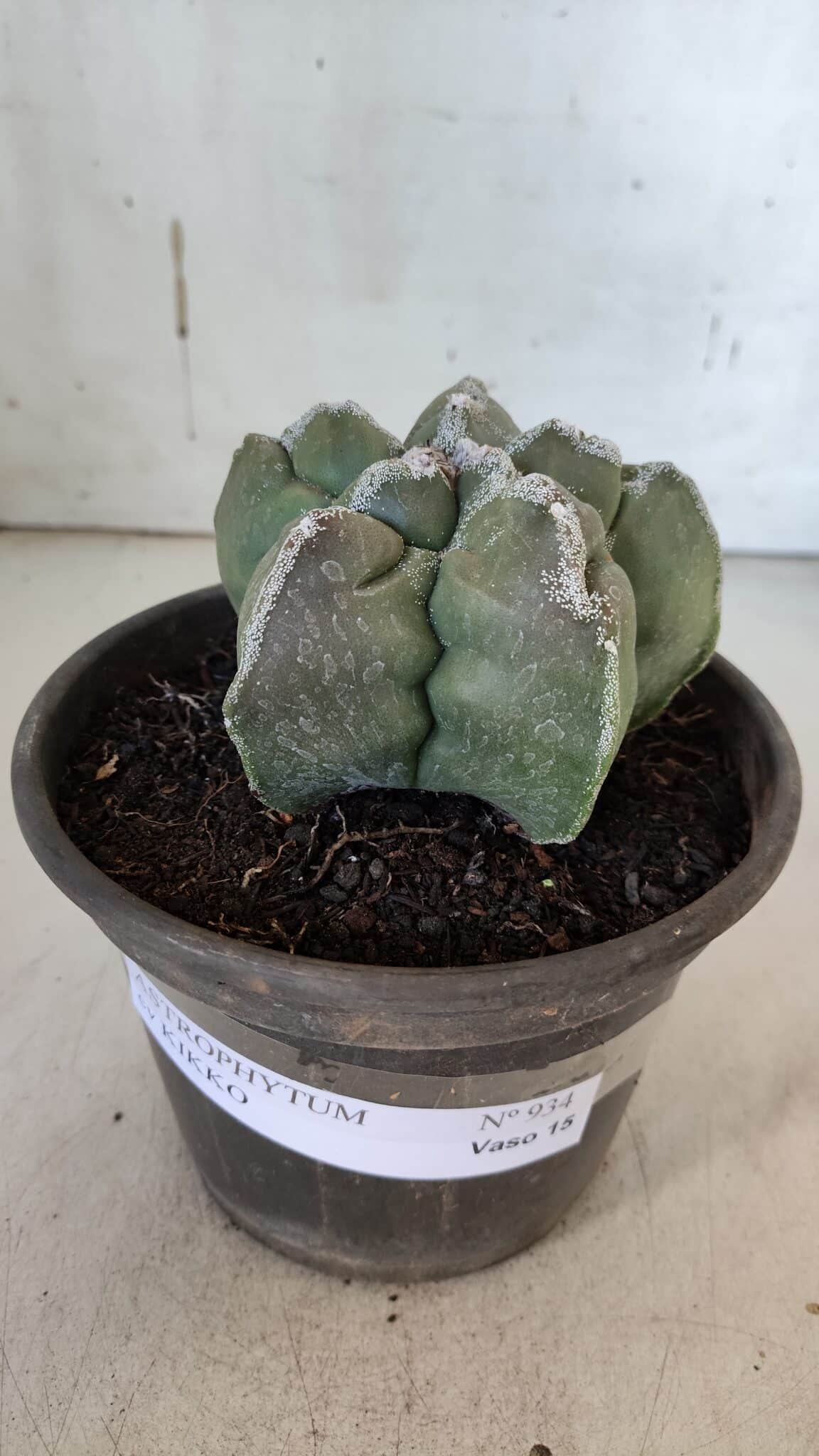 ASTROPHYTUM cv KIKKO  Nº 934 – vaso 15