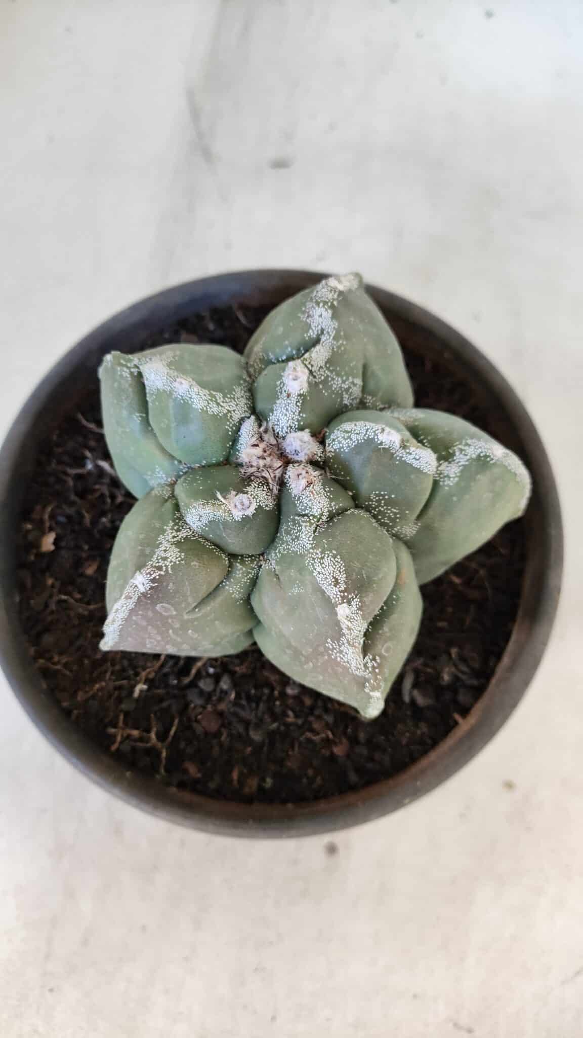 ASTROPHYTUM cv KIKKO  Nº 934 – vaso 15