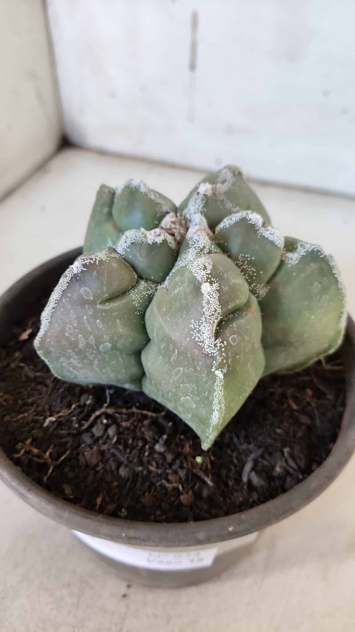 ASTROPHYTUM cv KIKKO  Nº 934 – vaso 15