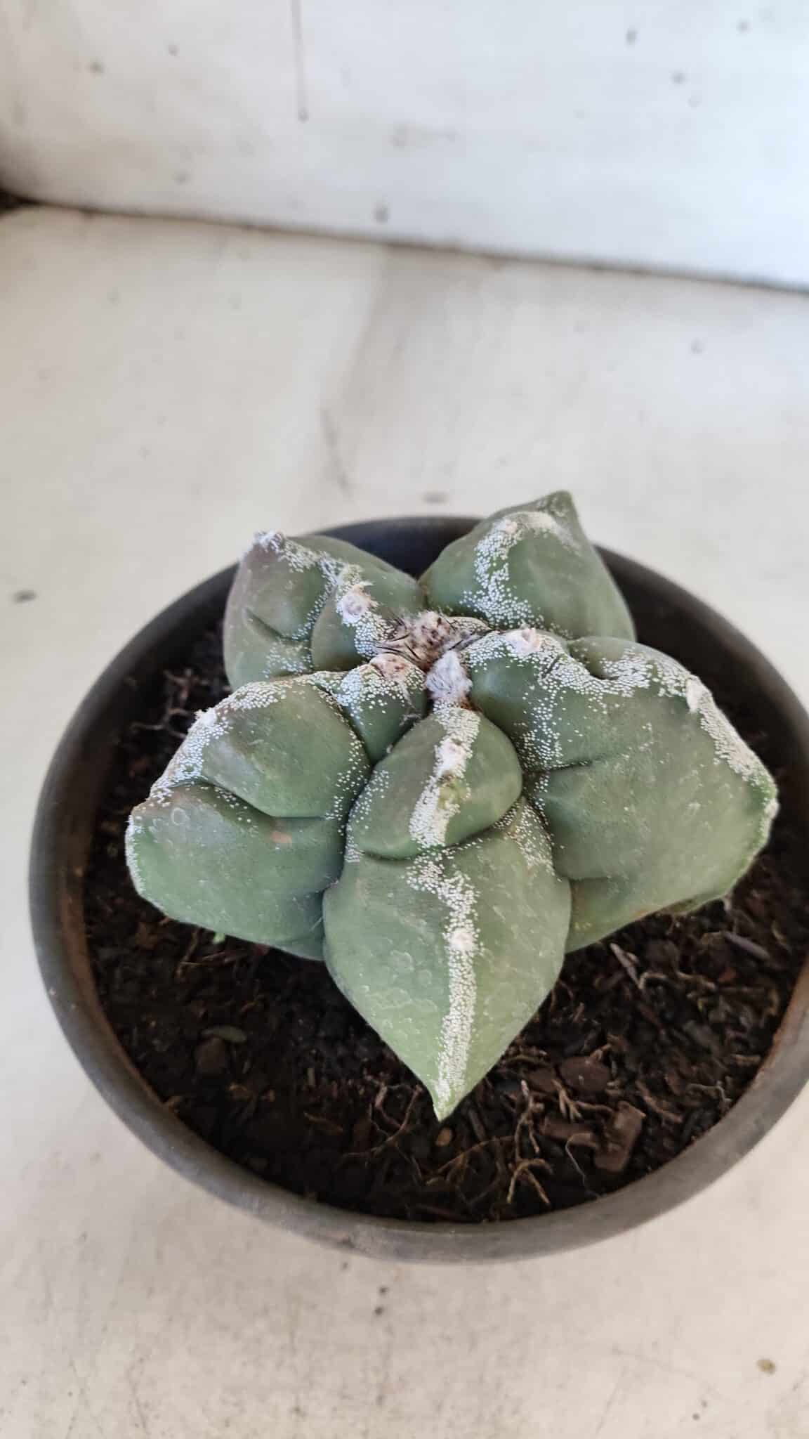 ASTROPHYTUM cv KIKKO  Nº 934 – vaso 15