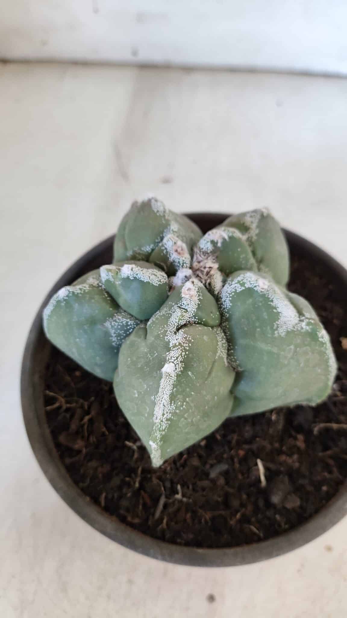 ASTROPHYTUM cv KIKKO  Nº 934 – vaso 15