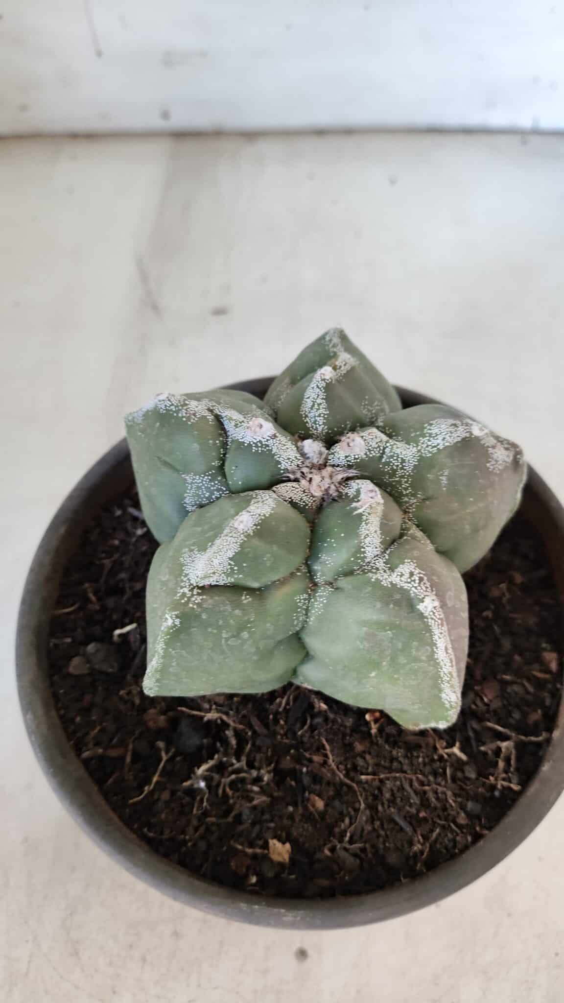 ASTROPHYTUM cv KIKKO  Nº 934 – vaso 15