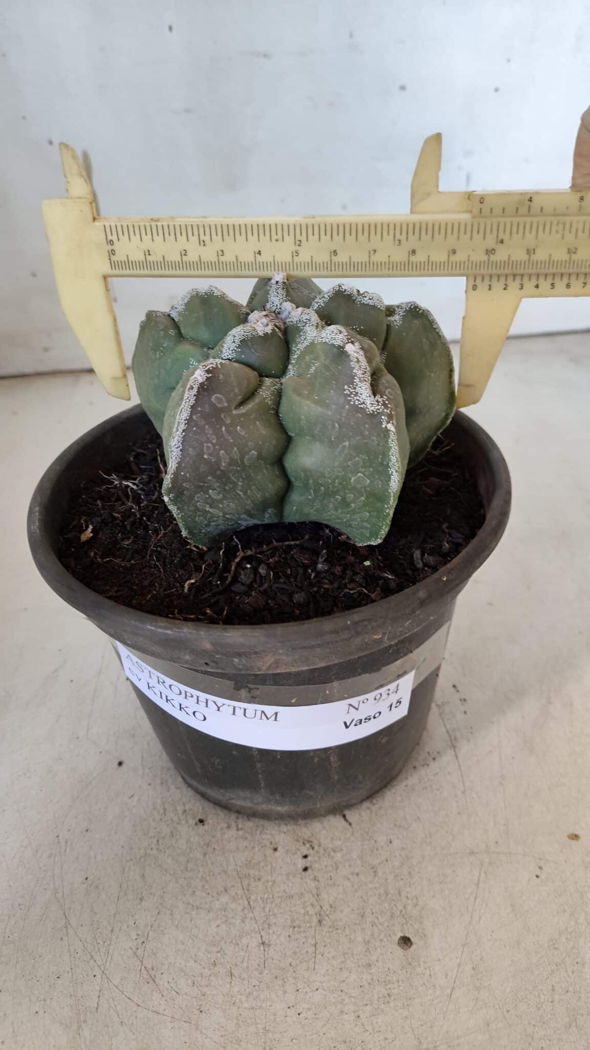 ASTROPHYTUM cv KIKKO  Nº 934 – vaso 15