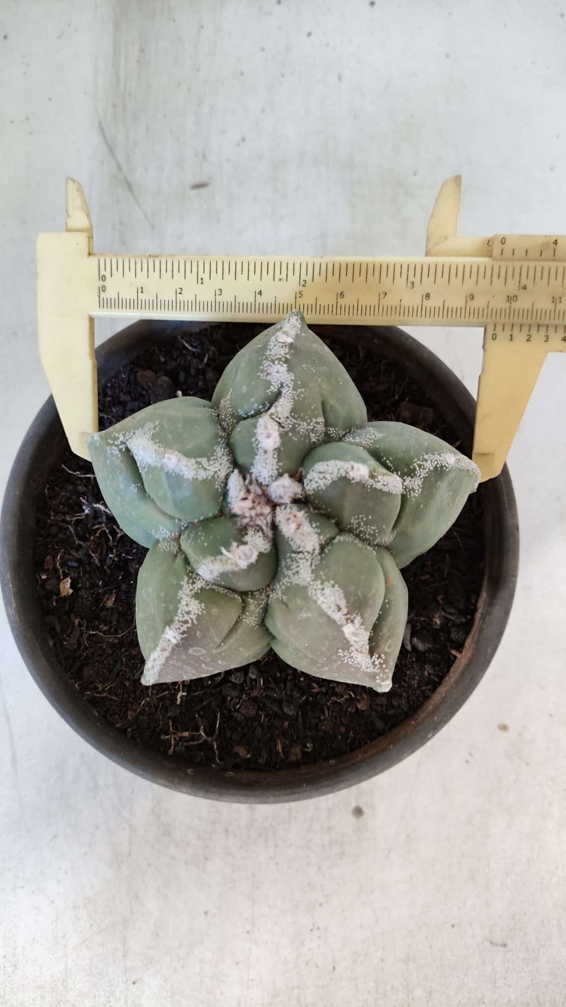 ASTROPHYTUM cv KIKKO  Nº 934 – vaso 15