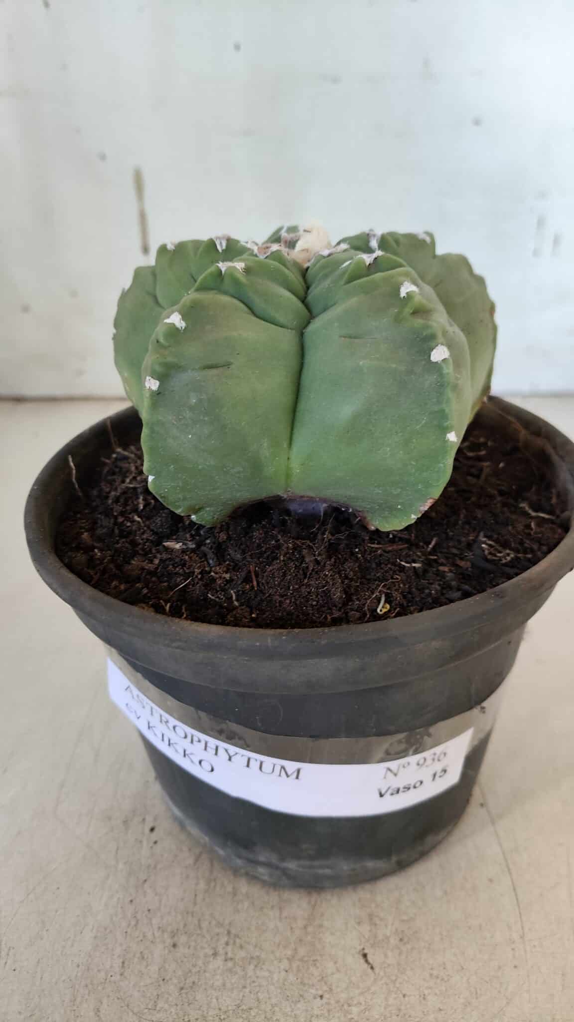 MATRIZ ASTROPHYTUM cv KIKKO  Nº 936 – vaso 15