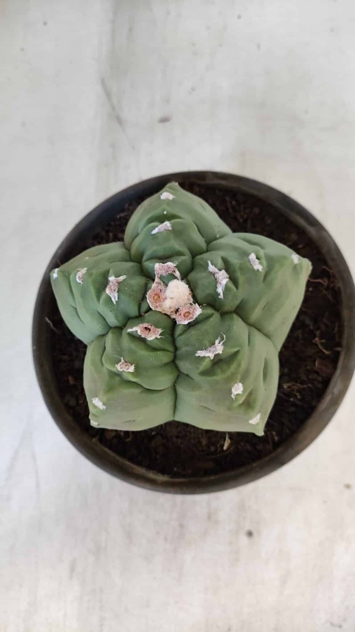 MATRIZ ASTROPHYTUM cv KIKKO  Nº 936 – vaso 15