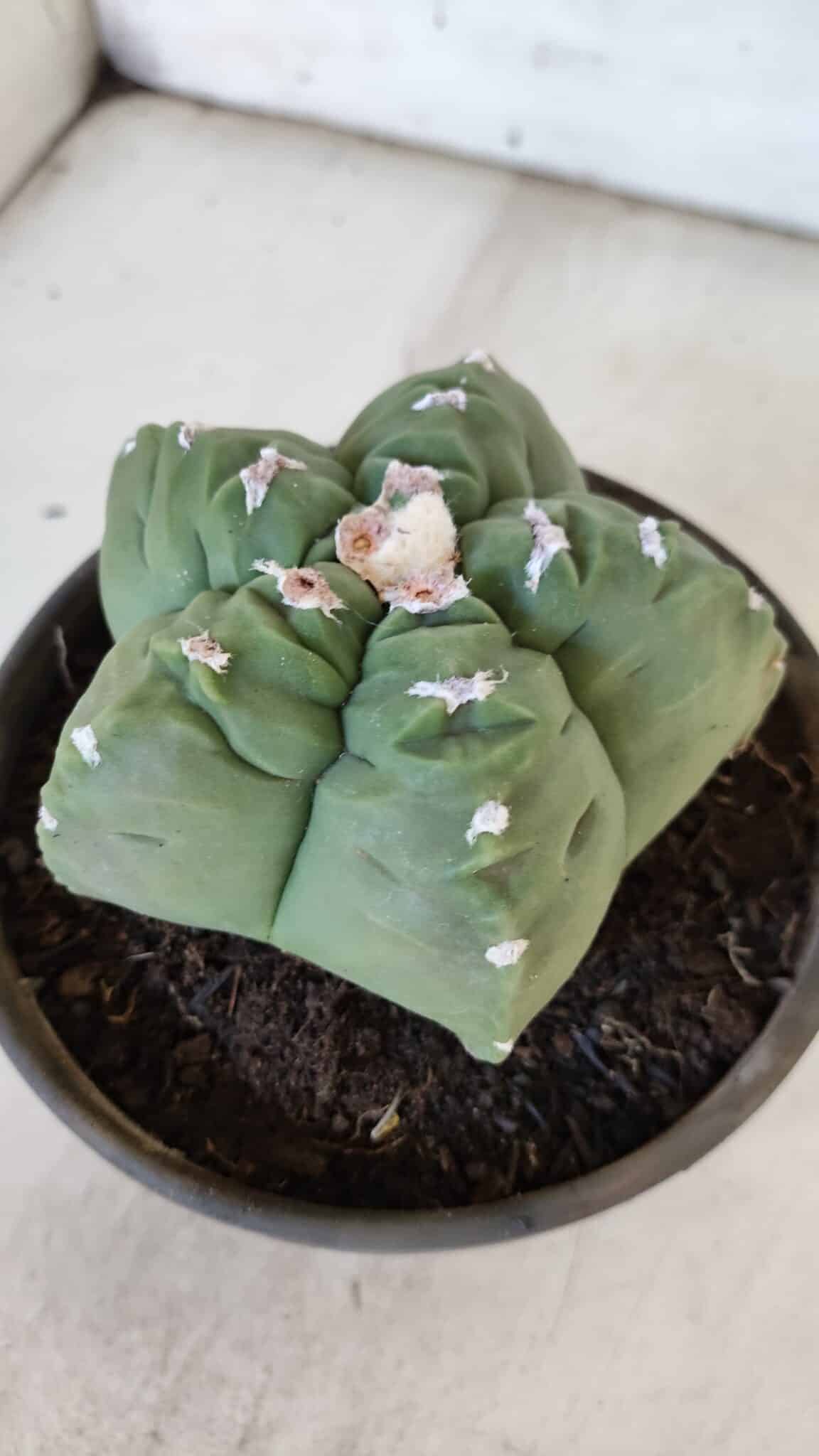 MATRIZ ASTROPHYTUM cv KIKKO  Nº 936 – vaso 15
