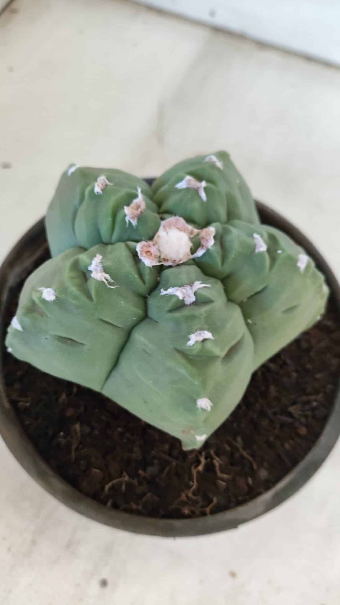 MATRIZ ASTROPHYTUM cv KIKKO  Nº 936 – vaso 15
