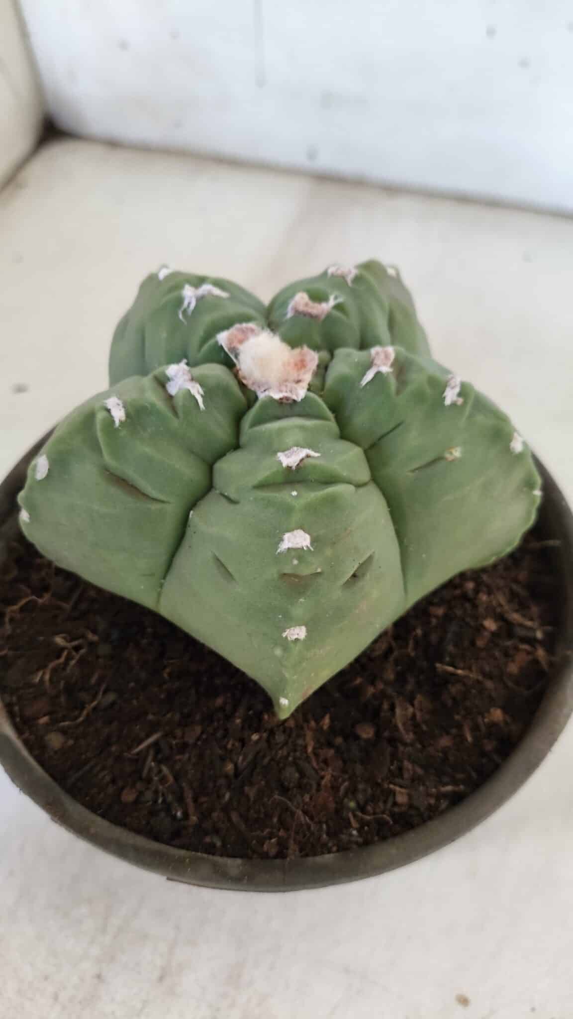 MATRIZ ASTROPHYTUM cv KIKKO  Nº 936 – vaso 15