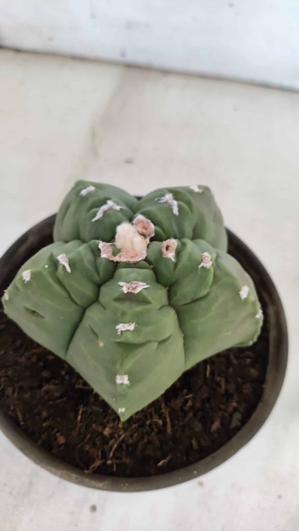 MATRIZ ASTROPHYTUM cv KIKKO  Nº 936 – vaso 15