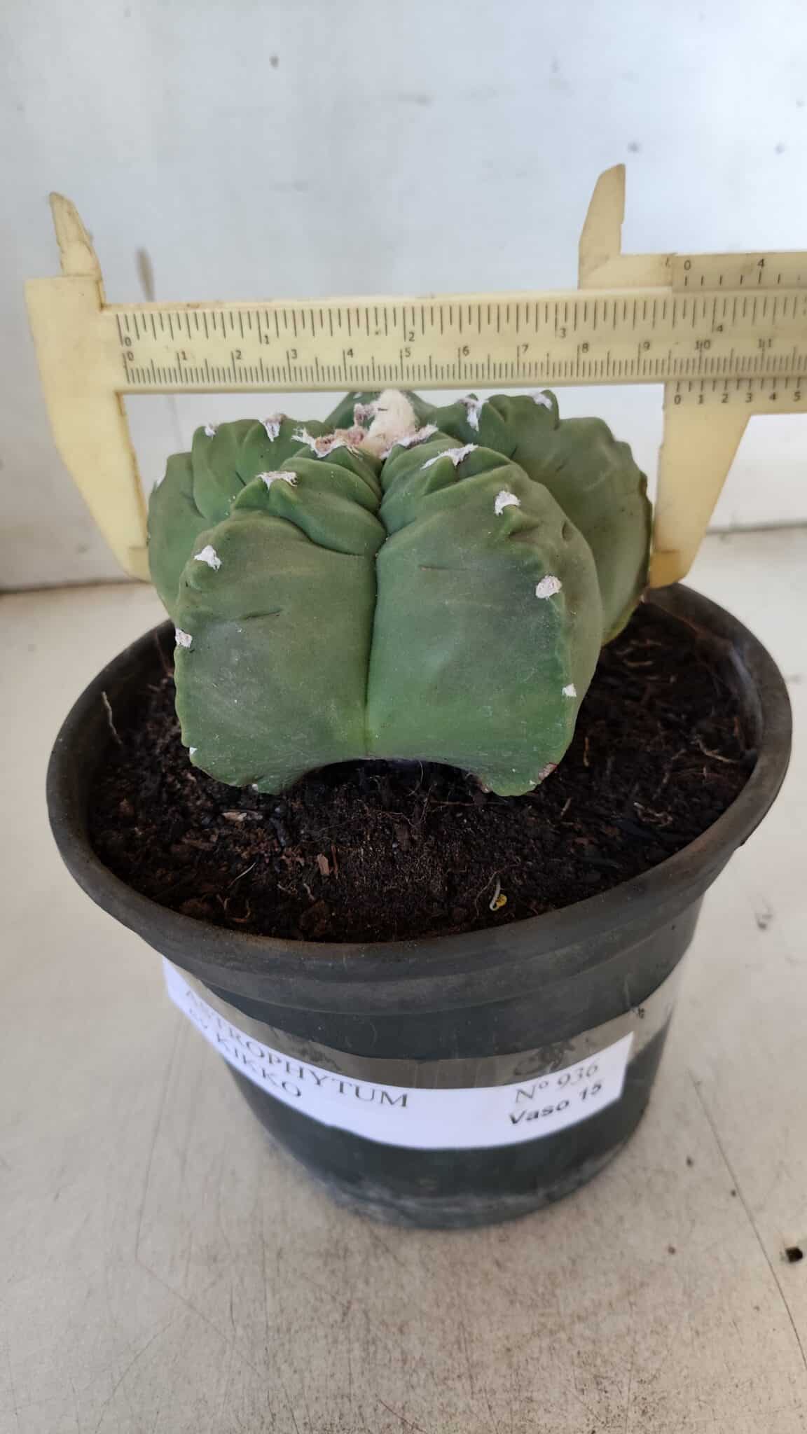 MATRIZ ASTROPHYTUM cv KIKKO  Nº 936 – vaso 15