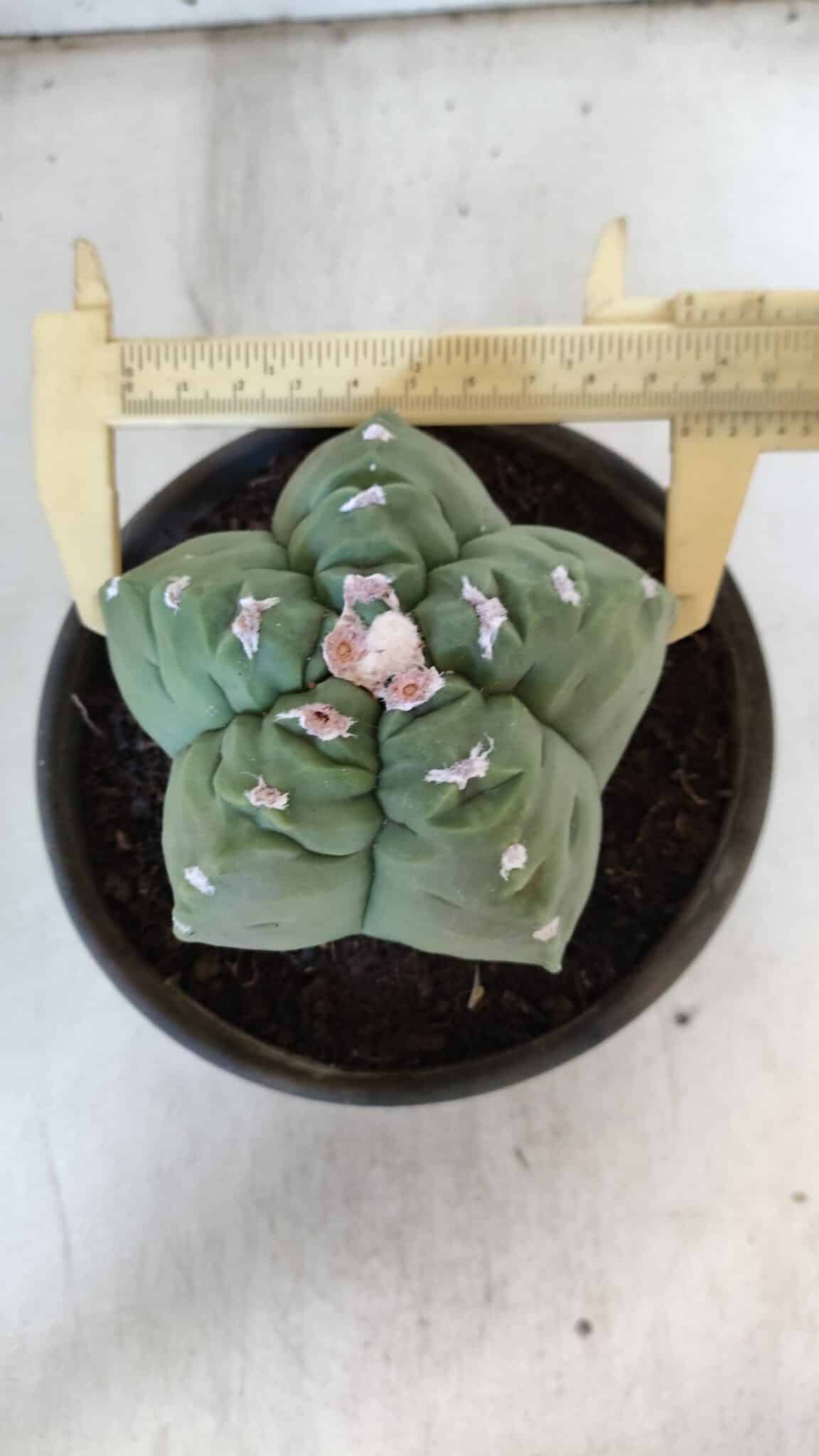MATRIZ ASTROPHYTUM cv KIKKO  Nº 936 – vaso 15