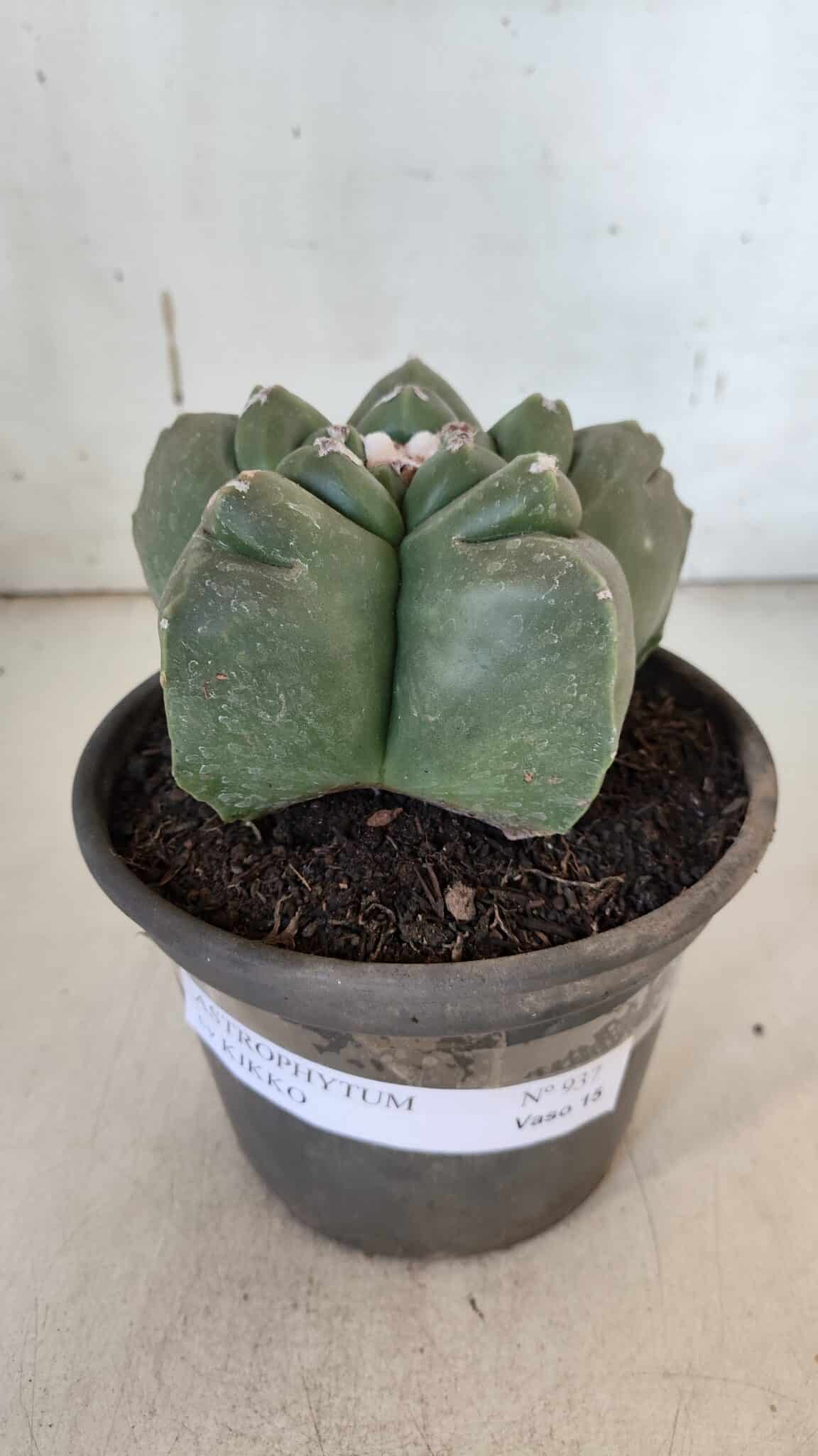MATRIZ ASTROPHYTUM cv KIKKO  Nº 937 – vaso 15