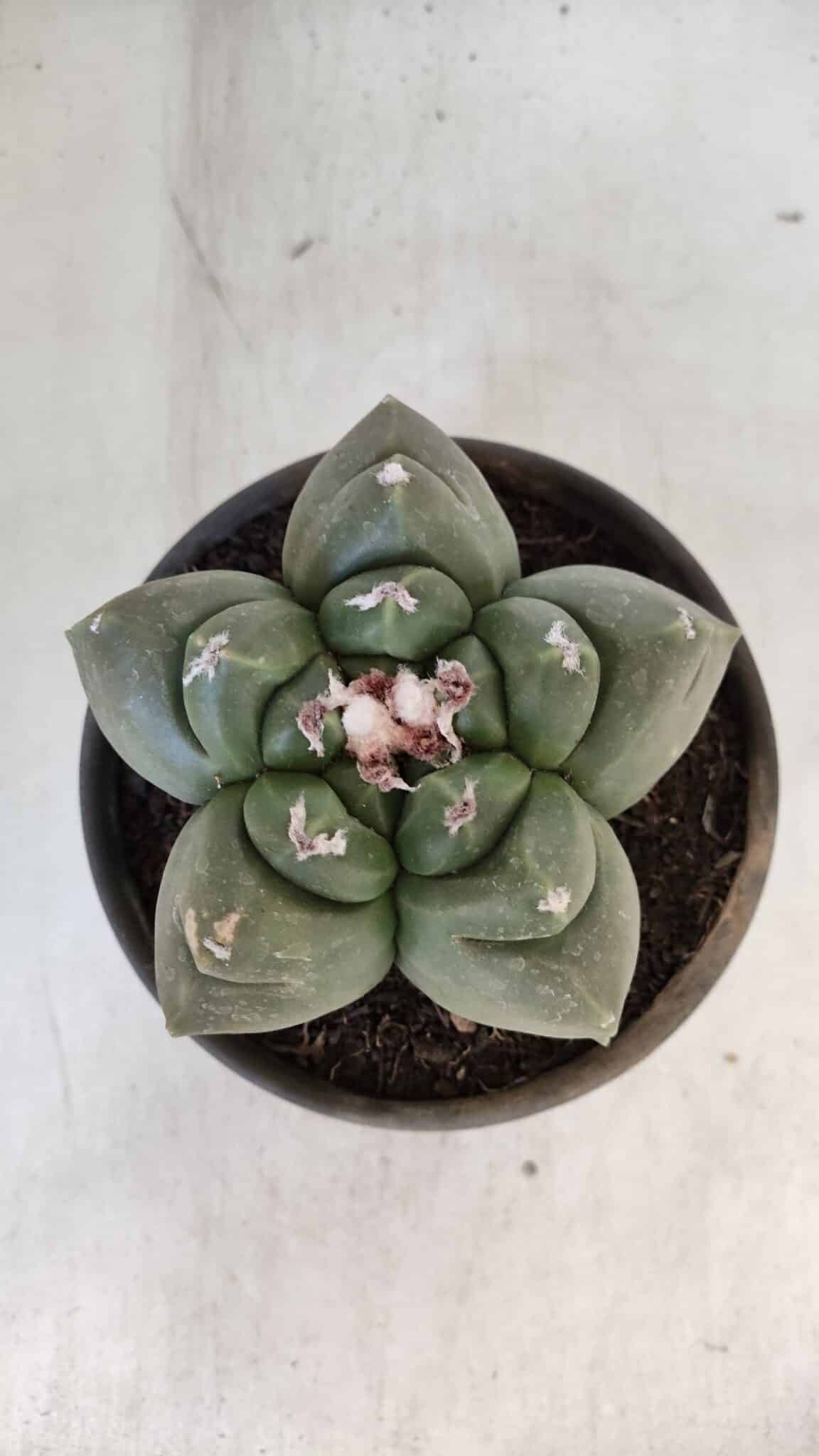 MATRIZ ASTROPHYTUM cv KIKKO  Nº 937 – vaso 15