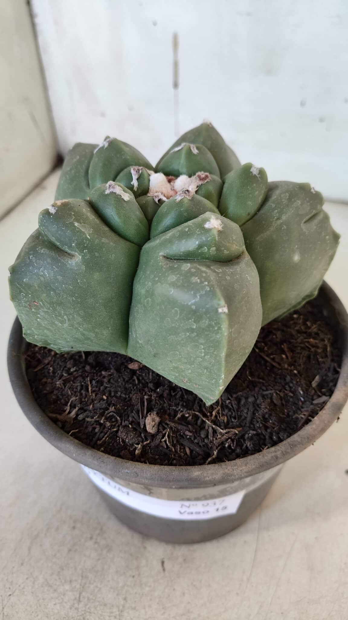 MATRIZ ASTROPHYTUM cv KIKKO  Nº 937 – vaso 15