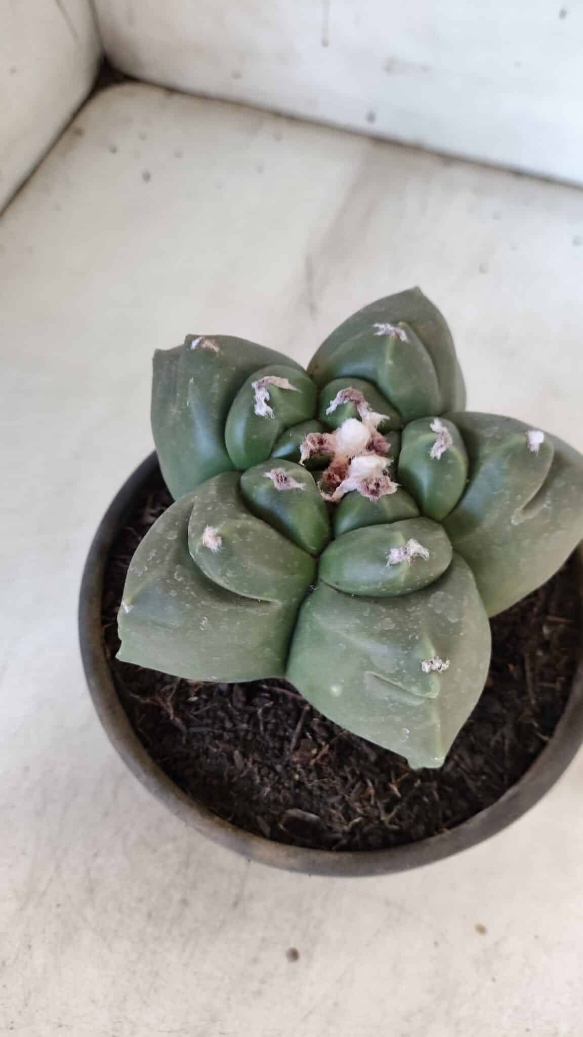 MATRIZ ASTROPHYTUM cv KIKKO  Nº 937 – vaso 15