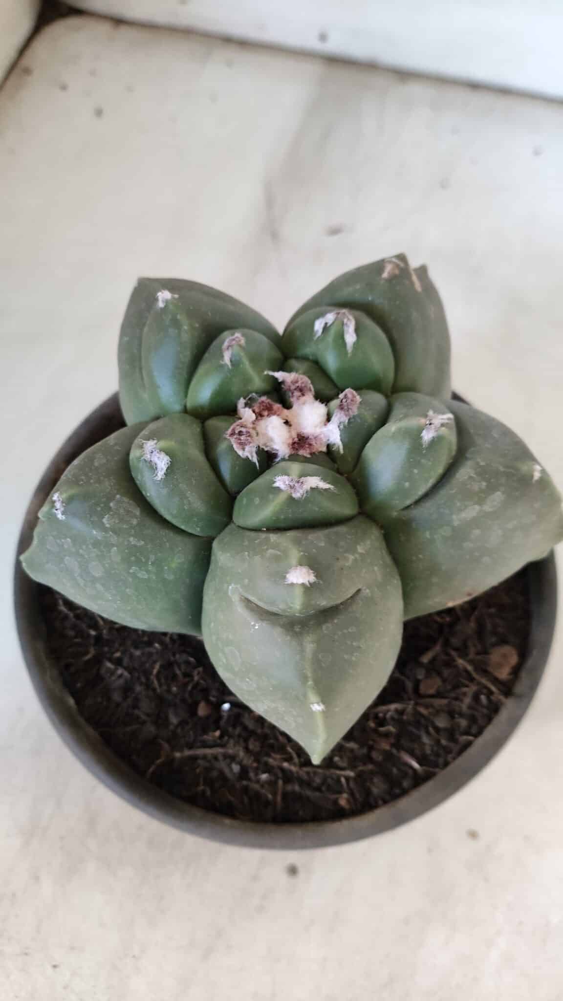 MATRIZ ASTROPHYTUM cv KIKKO  Nº 937 – vaso 15