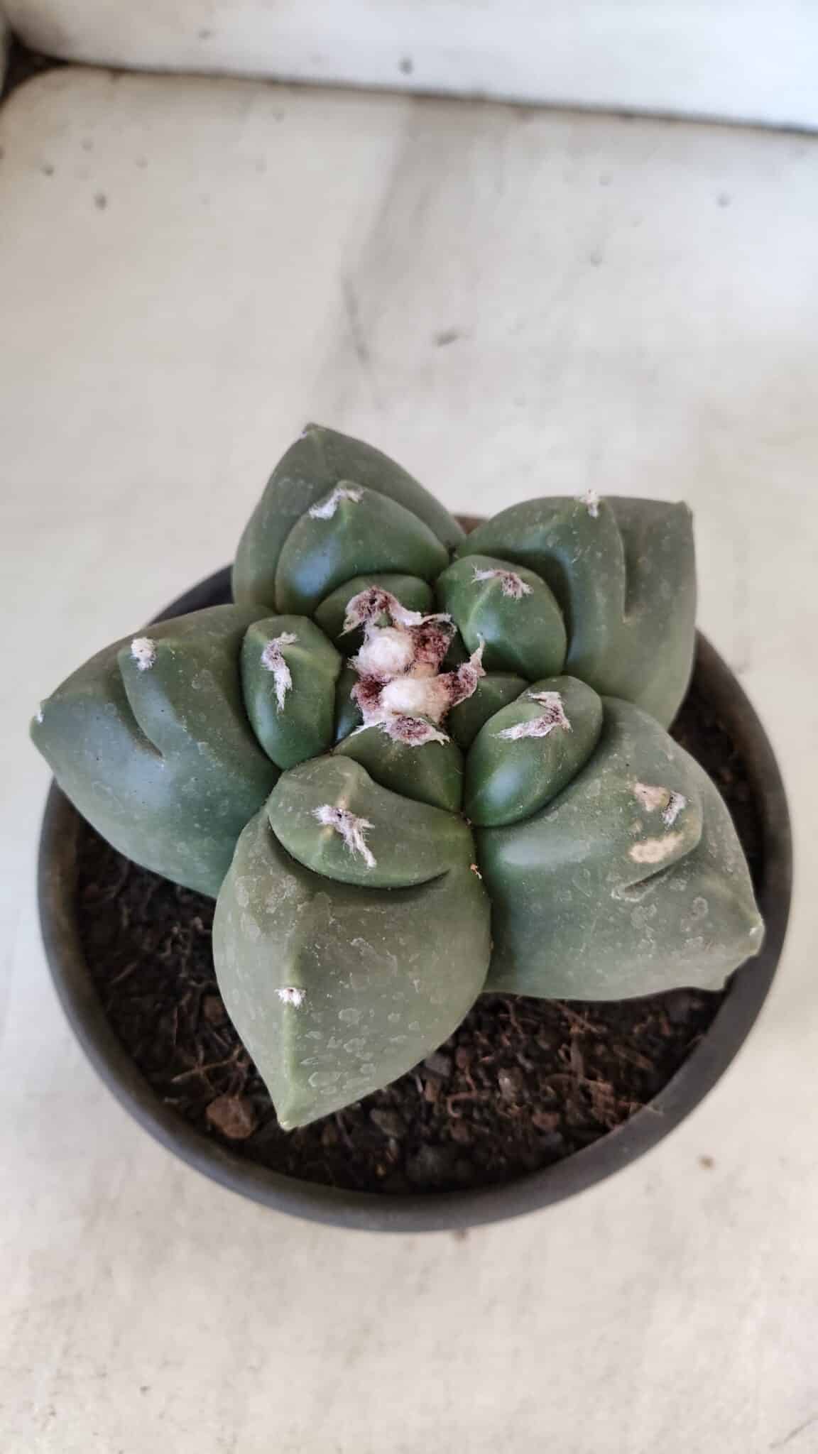 MATRIZ ASTROPHYTUM cv KIKKO  Nº 937 – vaso 15