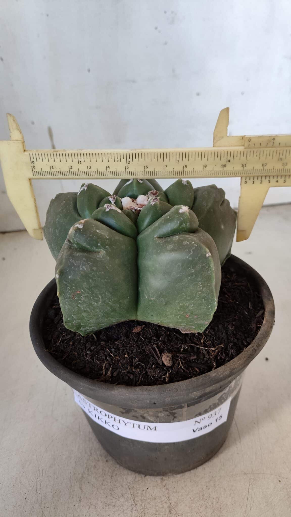 MATRIZ ASTROPHYTUM cv KIKKO  Nº 937 – vaso 15