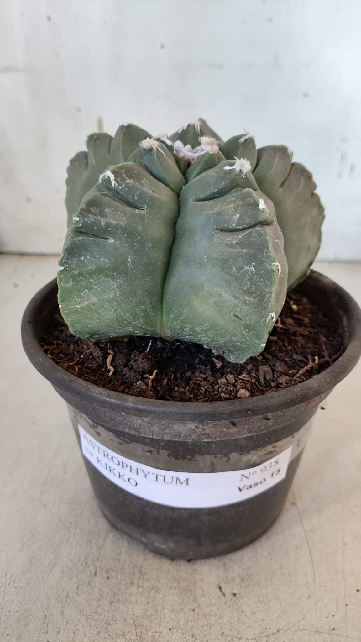 MATRIZ ASTROPHYTUM cv KIKKO  Nº 938 – vaso 15