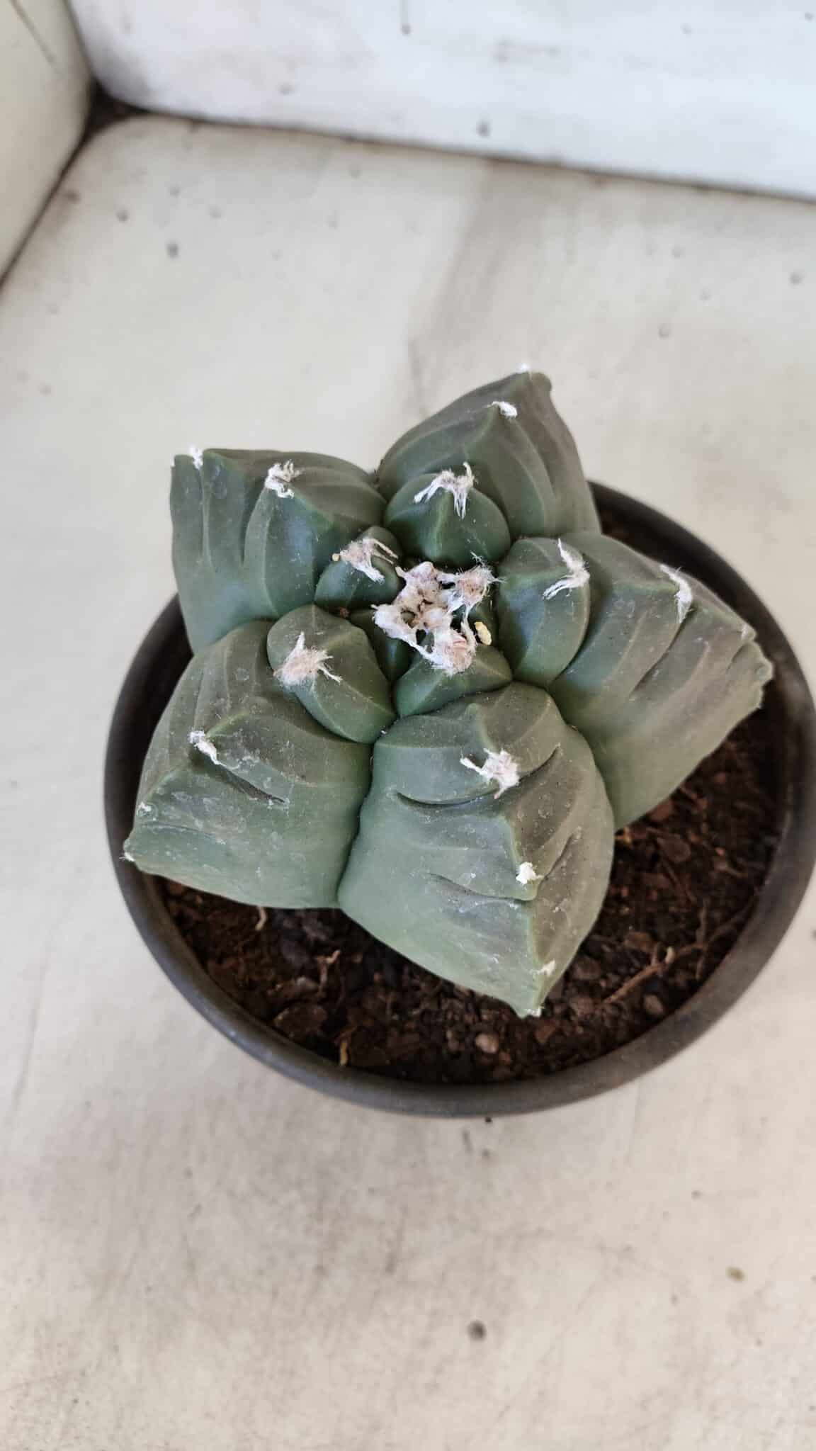 MATRIZ ASTROPHYTUM cv KIKKO  Nº 938 – vaso 15