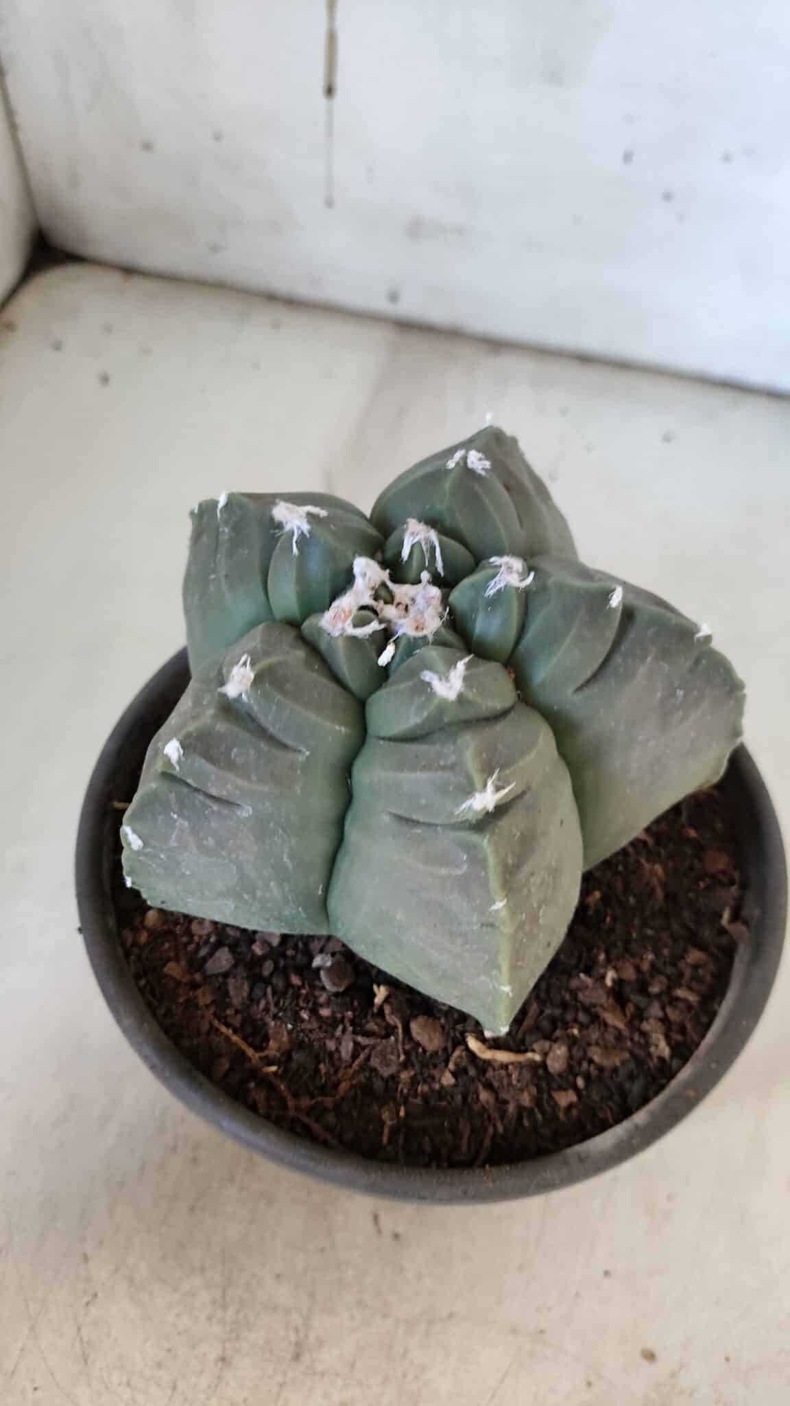 MATRIZ ASTROPHYTUM cv KIKKO  Nº 938 – vaso 15