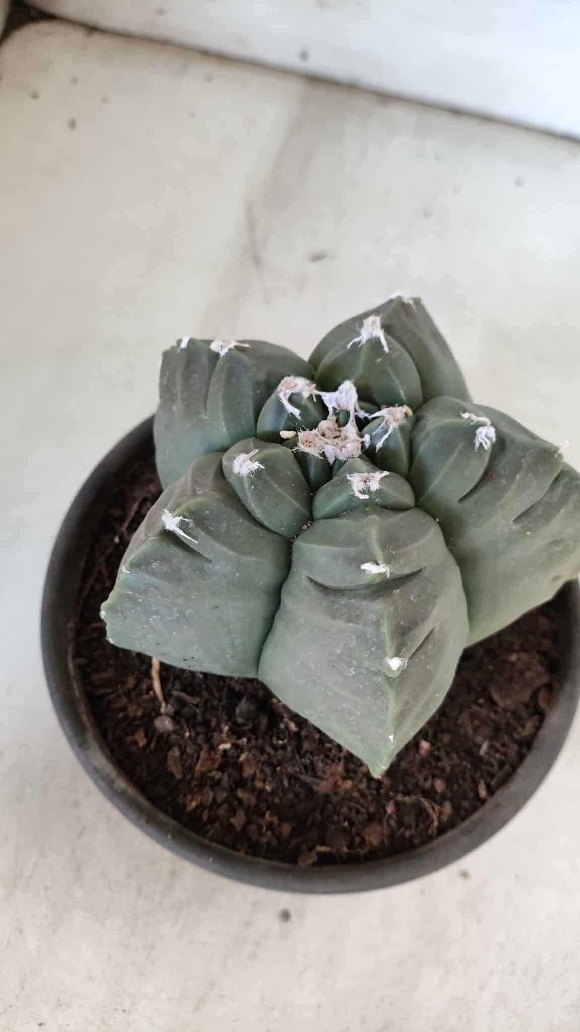 MATRIZ ASTROPHYTUM cv KIKKO  Nº 938 – vaso 15