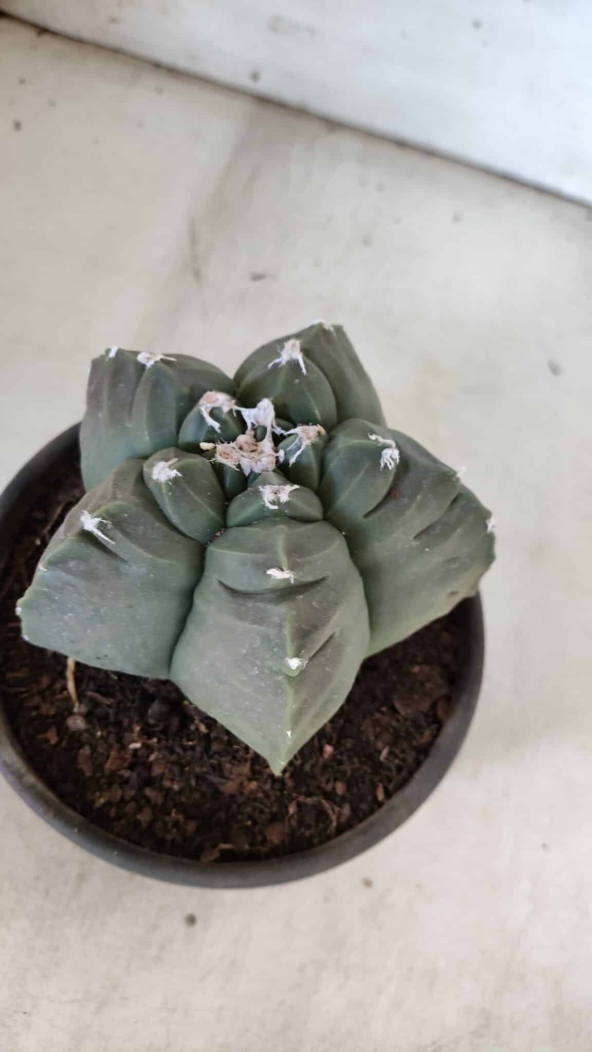 MATRIZ ASTROPHYTUM cv KIKKO  Nº 938 – vaso 15