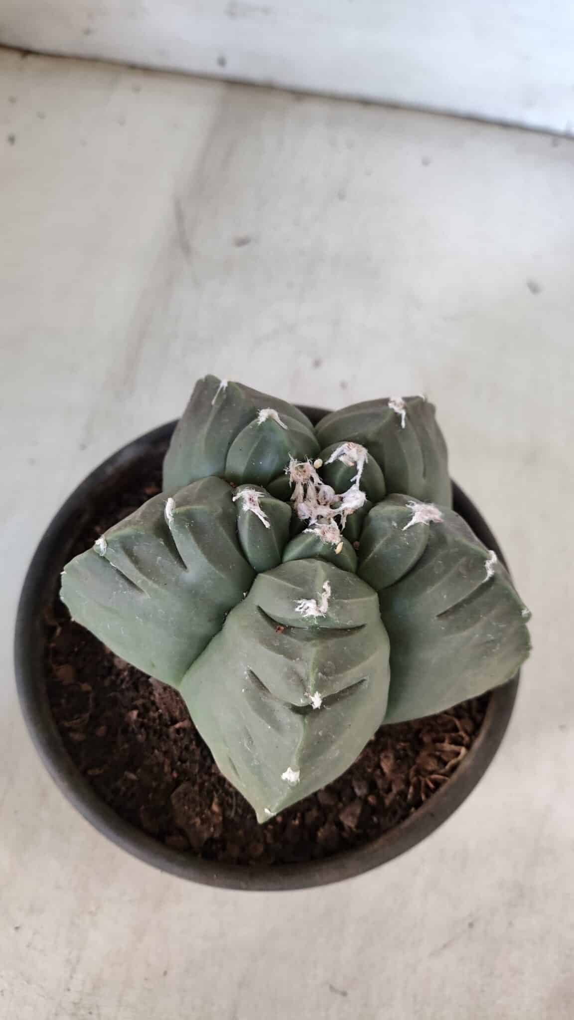 MATRIZ ASTROPHYTUM cv KIKKO  Nº 938 – vaso 15