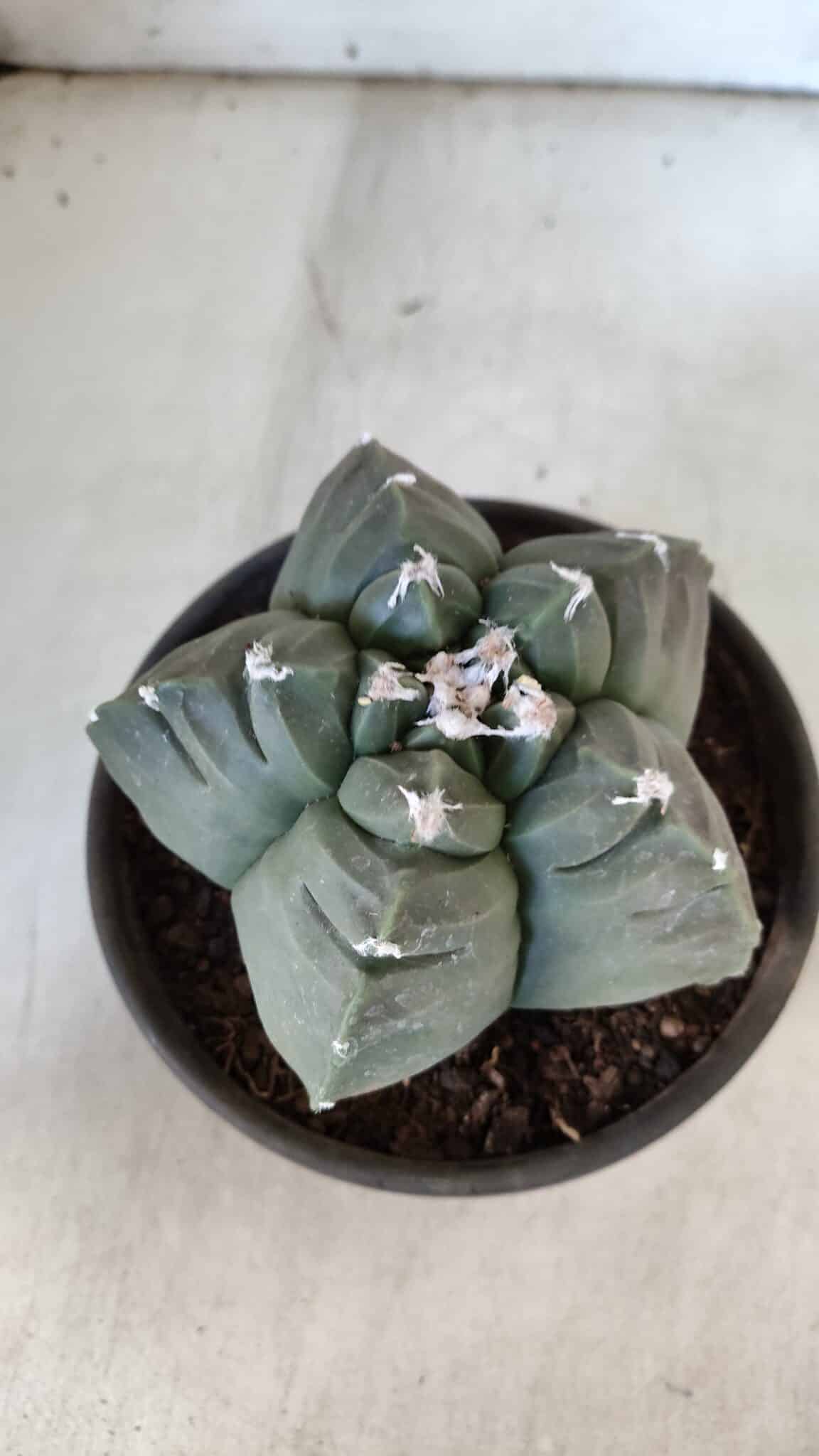 MATRIZ ASTROPHYTUM cv KIKKO  Nº 938 – vaso 15