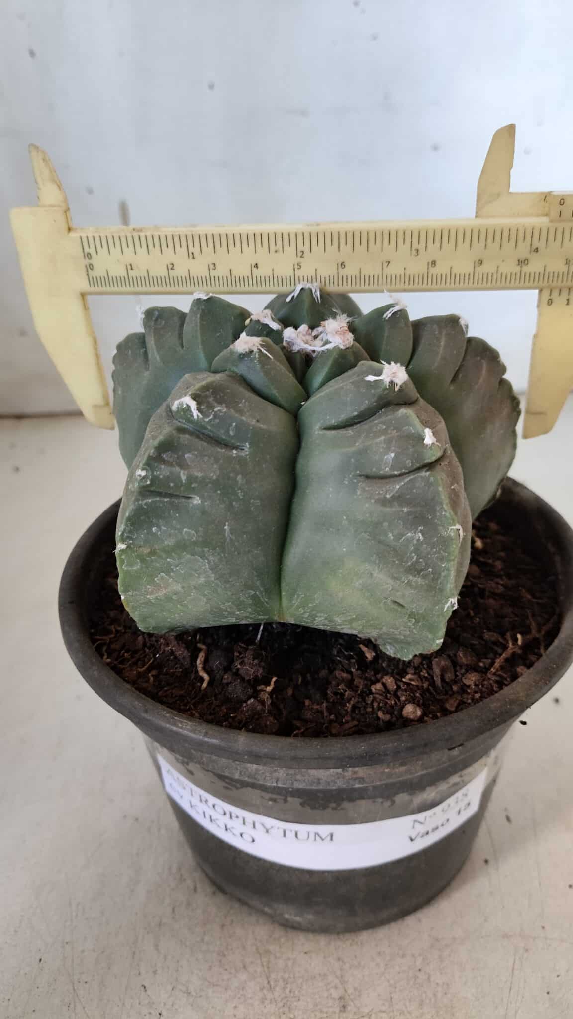 MATRIZ ASTROPHYTUM cv KIKKO  Nº 938 – vaso 15