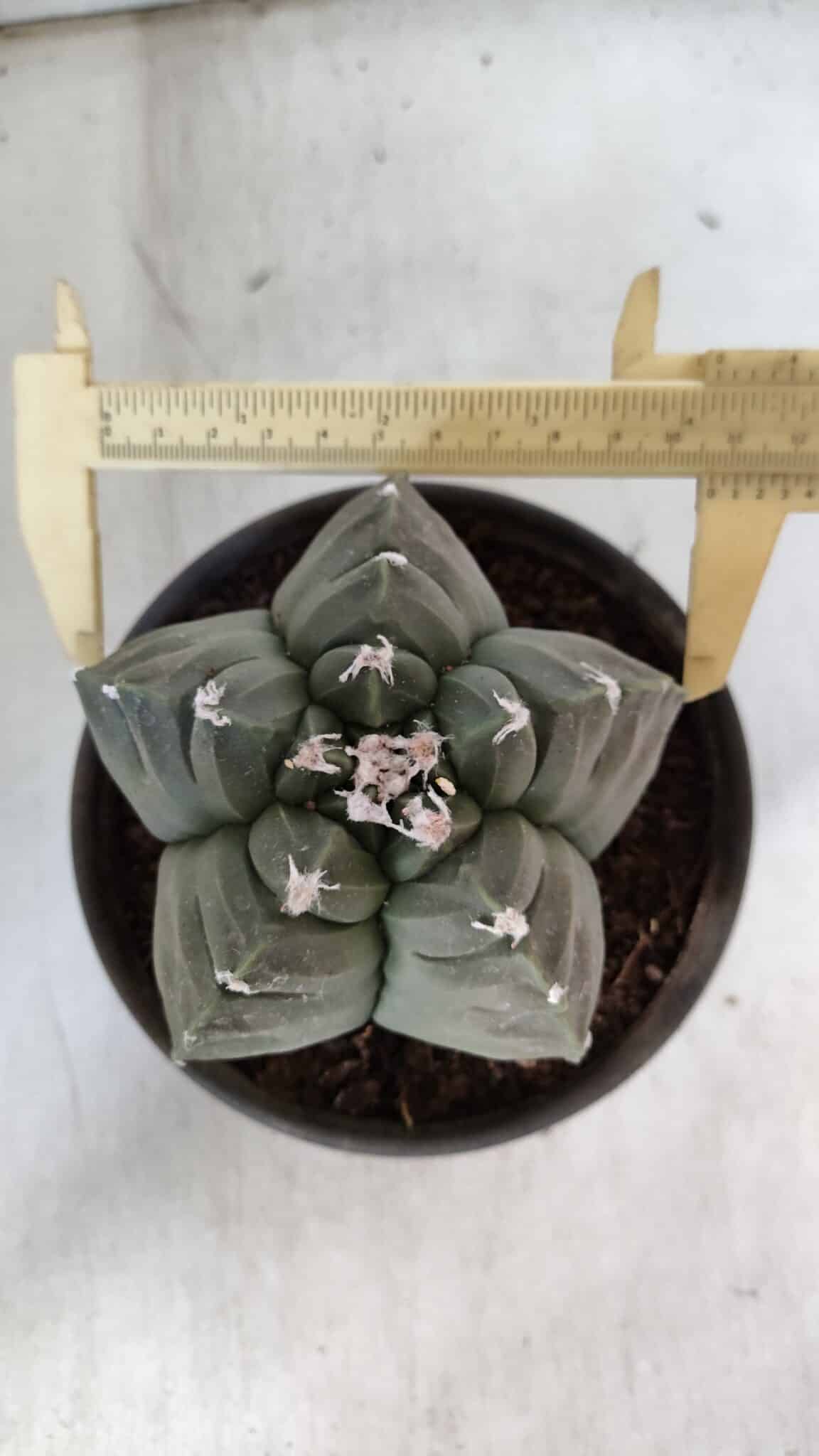 MATRIZ ASTROPHYTUM cv KIKKO  Nº 938 – vaso 15
