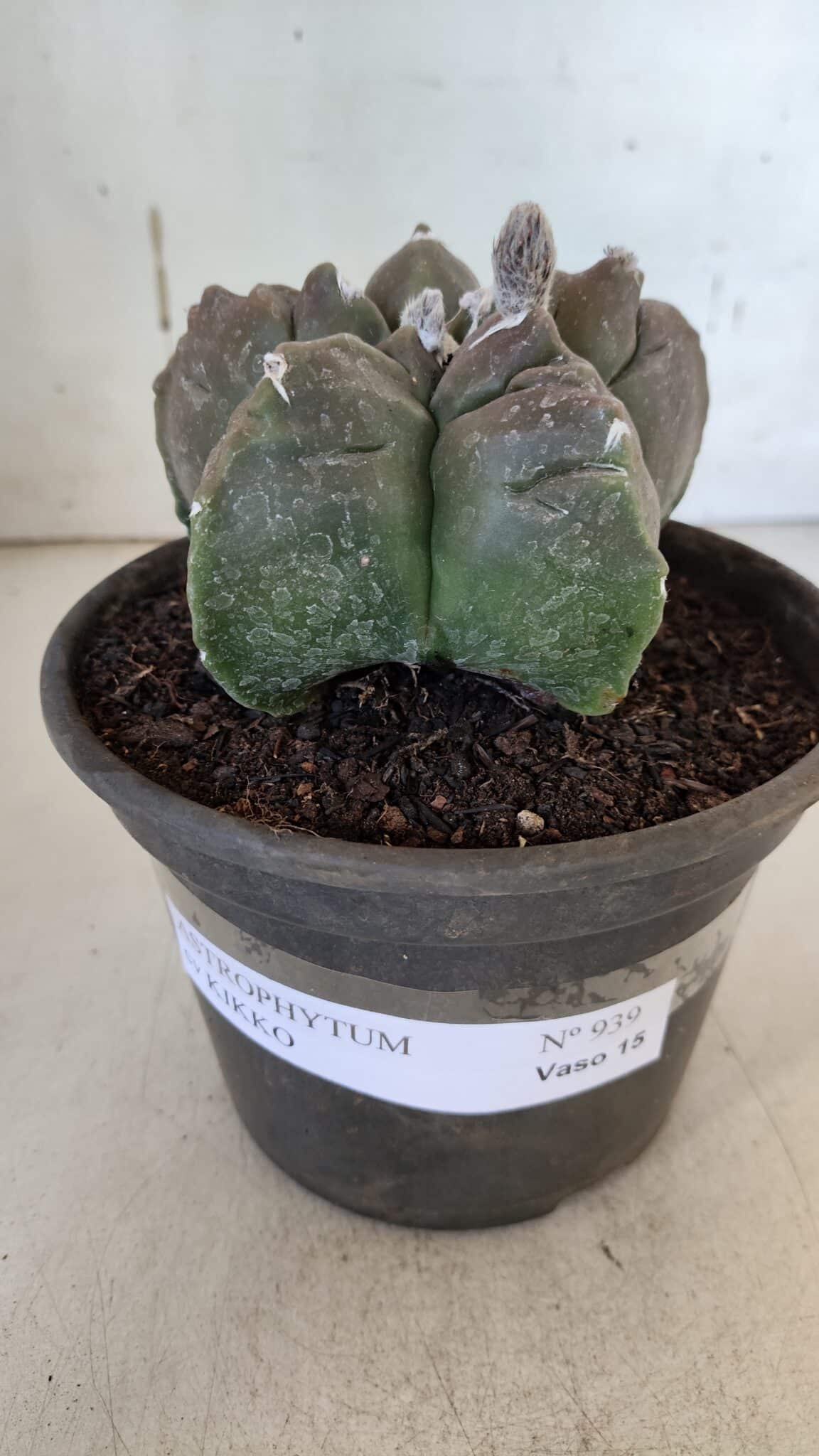 MATRIZ ASTROPHYTUM cv KIKKO  Nº 939 – vaso 15