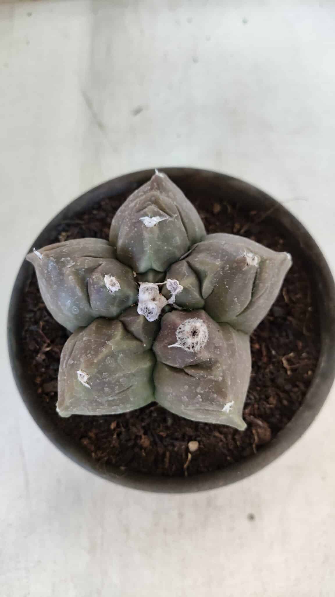 MATRIZ ASTROPHYTUM cv KIKKO  Nº 939 – vaso 15