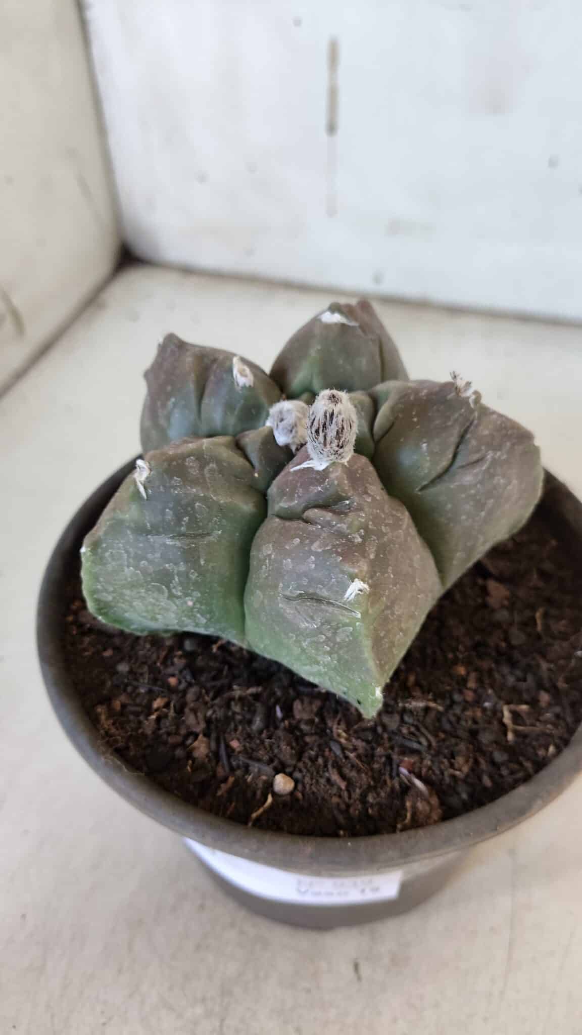 MATRIZ ASTROPHYTUM cv KIKKO  Nº 939 – vaso 15