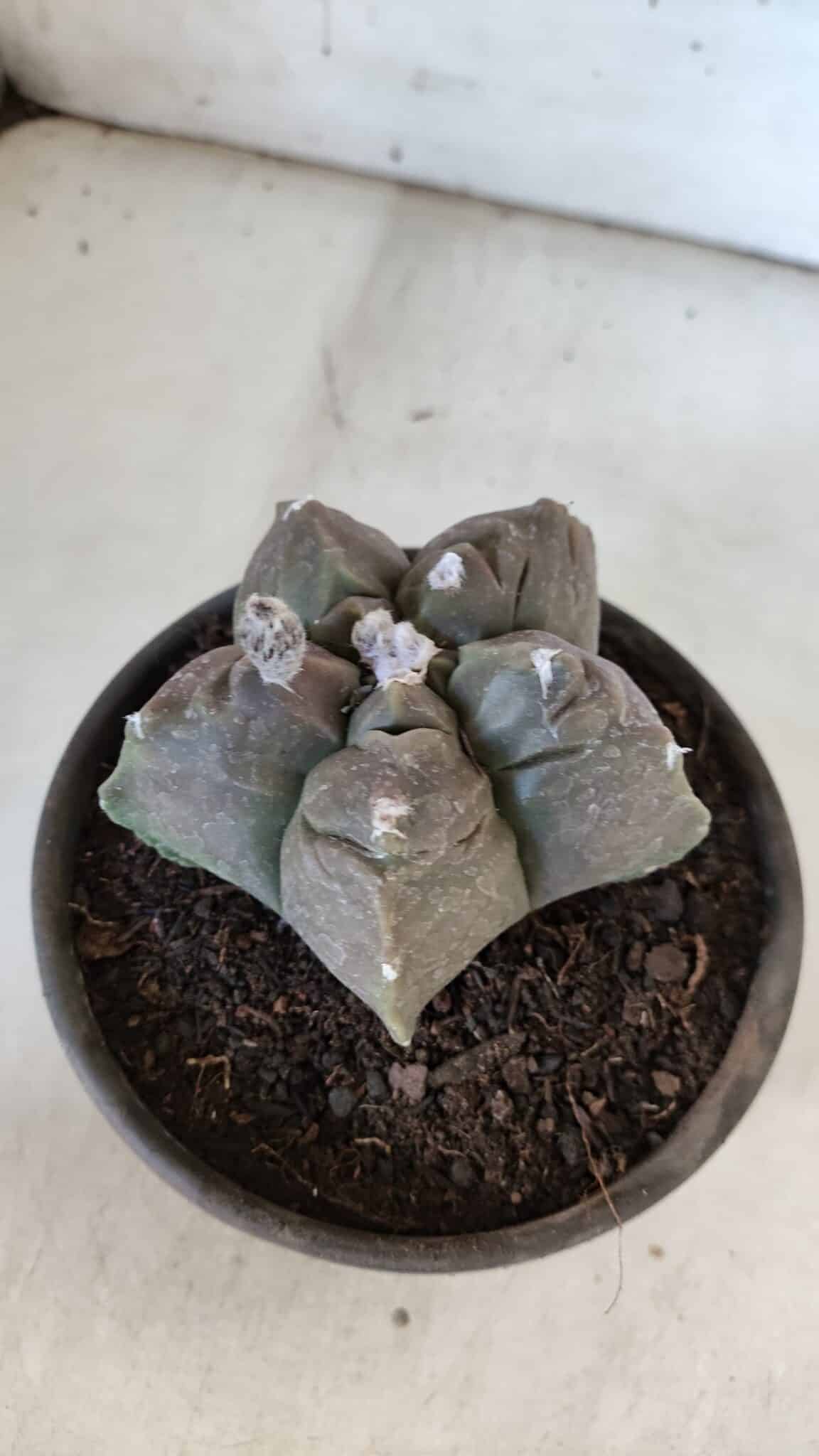 MATRIZ ASTROPHYTUM cv KIKKO  Nº 939 – vaso 15