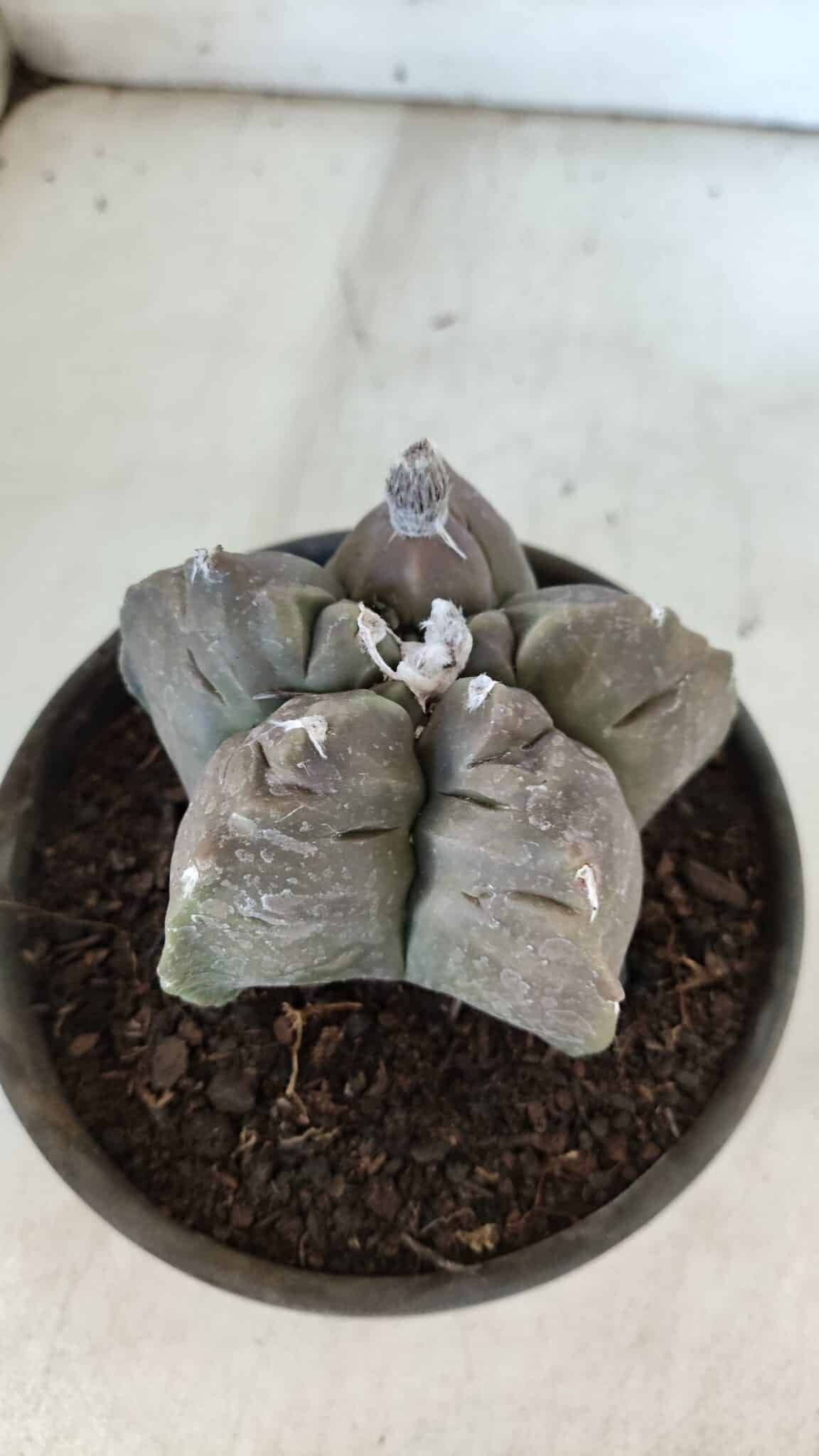 MATRIZ ASTROPHYTUM cv KIKKO  Nº 939 – vaso 15