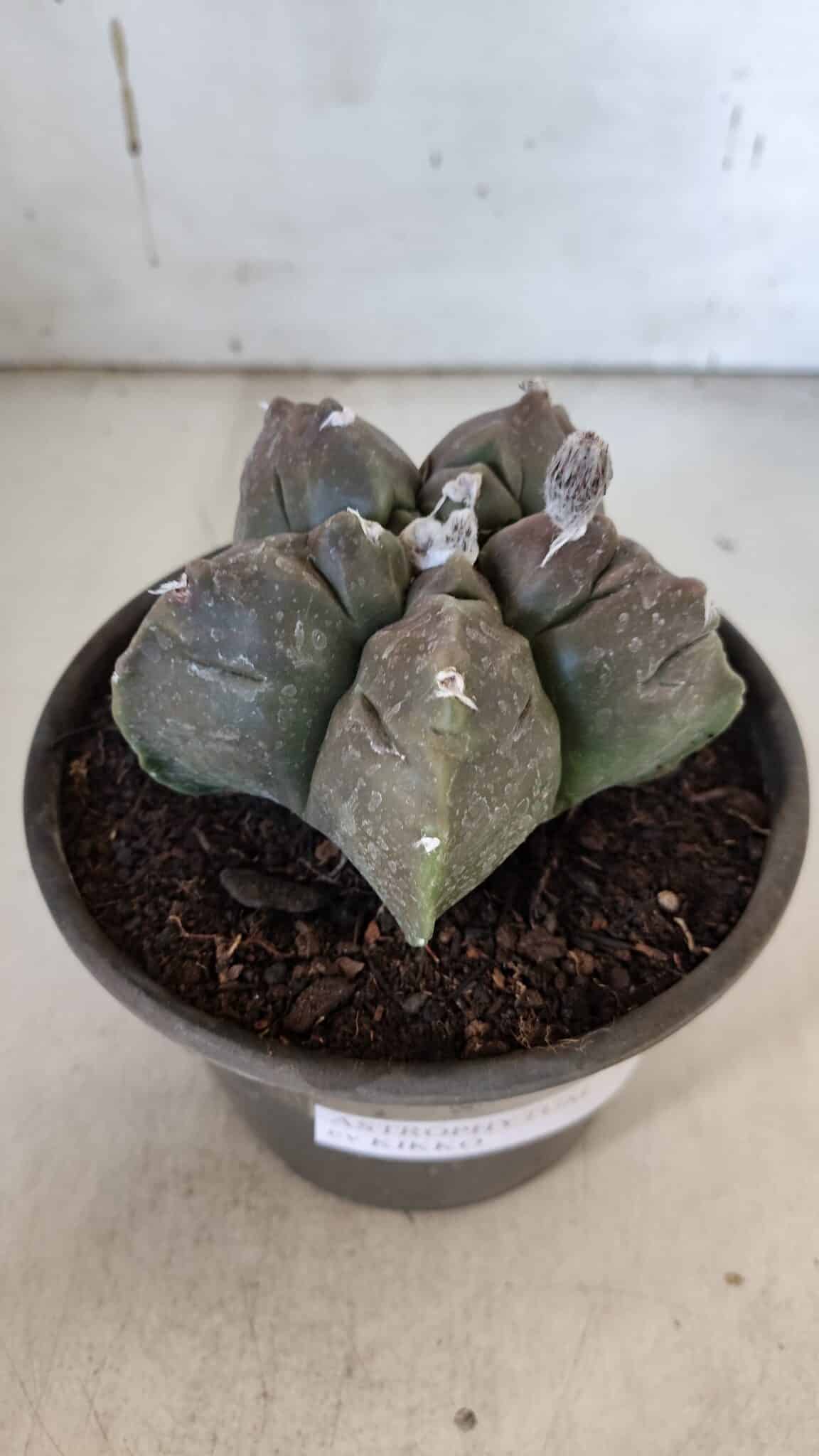 MATRIZ ASTROPHYTUM cv KIKKO  Nº 939 – vaso 15