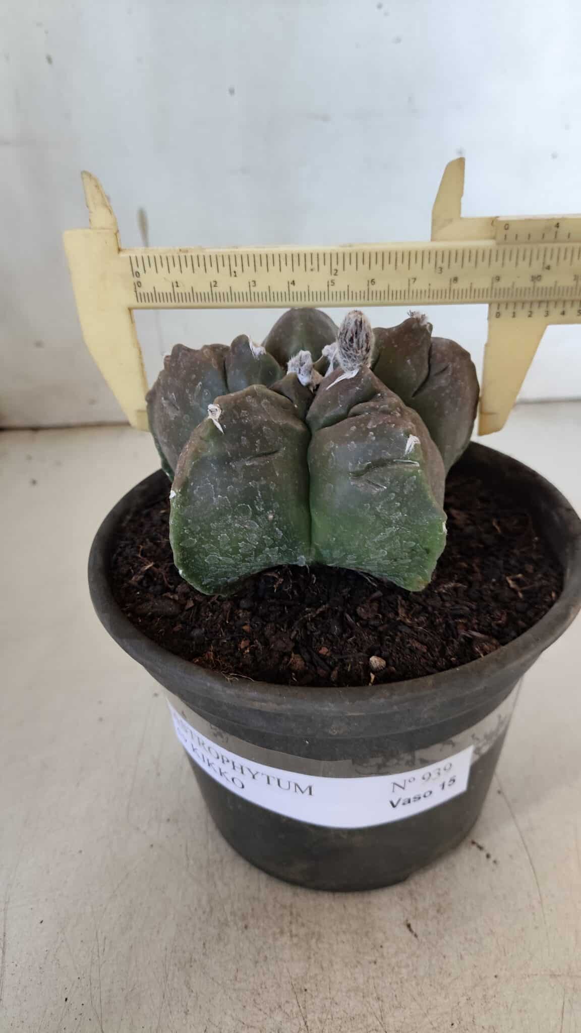 MATRIZ ASTROPHYTUM cv KIKKO  Nº 939 – vaso 15