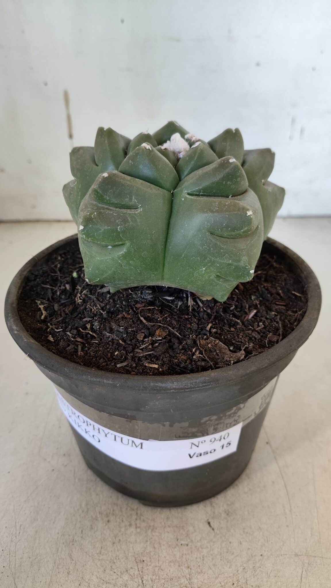 ASTROPHYTUM cv KIKKO  Nº 940 – vaso 15