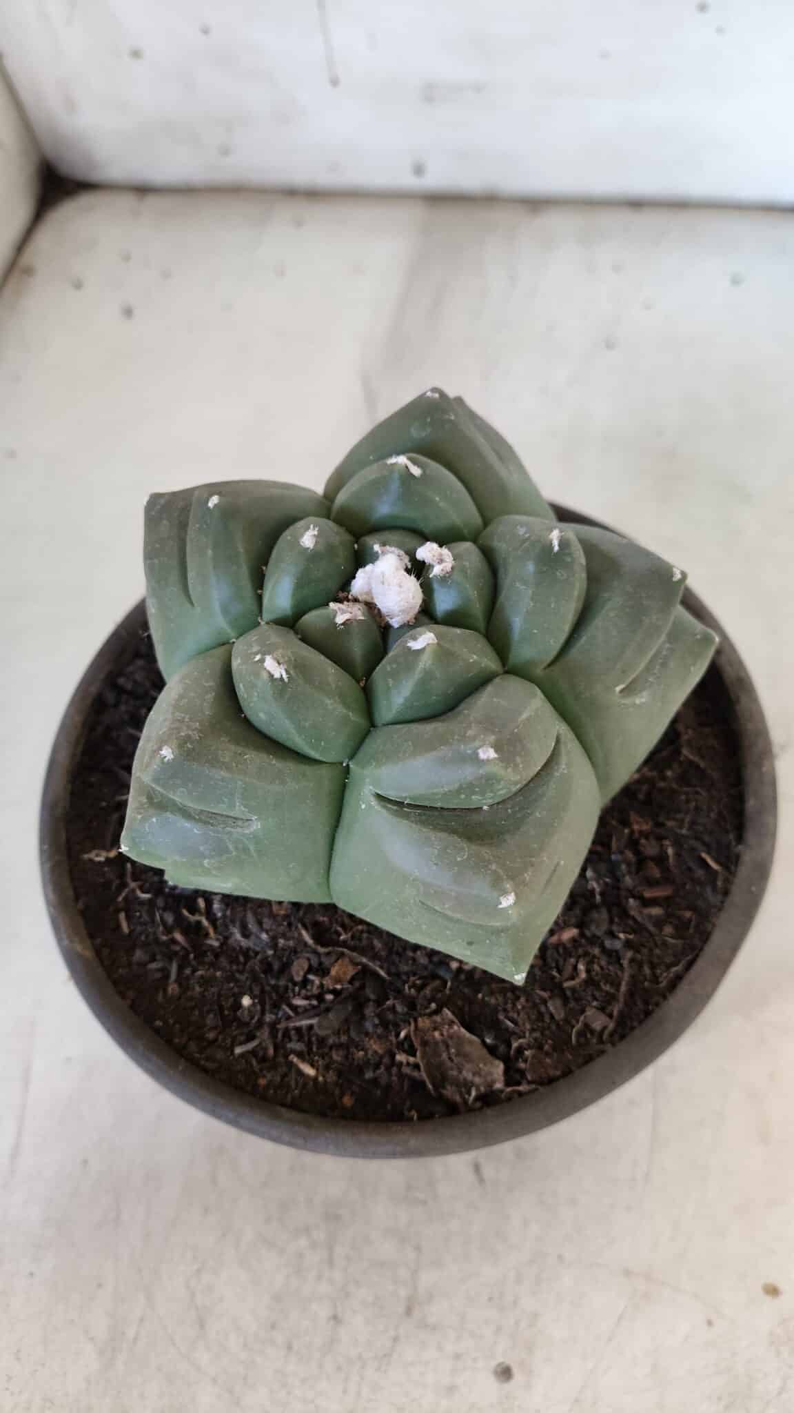 ASTROPHYTUM cv KIKKO  Nº 940 – vaso 15